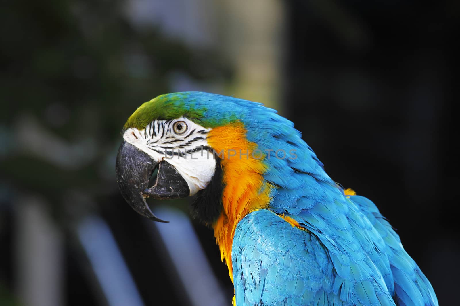 A portrait of a beautiful parrot
