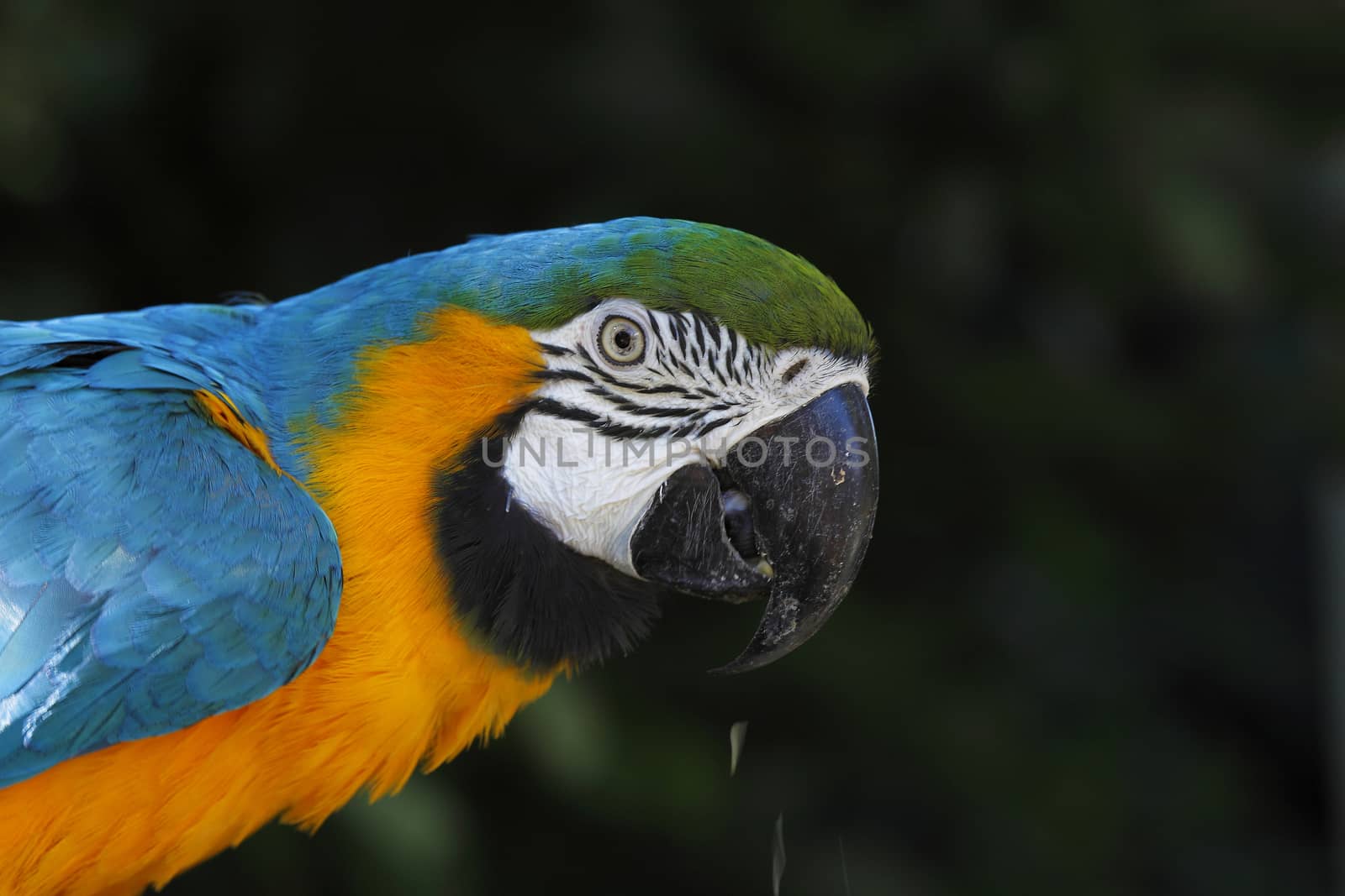 A portrait of a beautiful parrot by DigiArtFoto