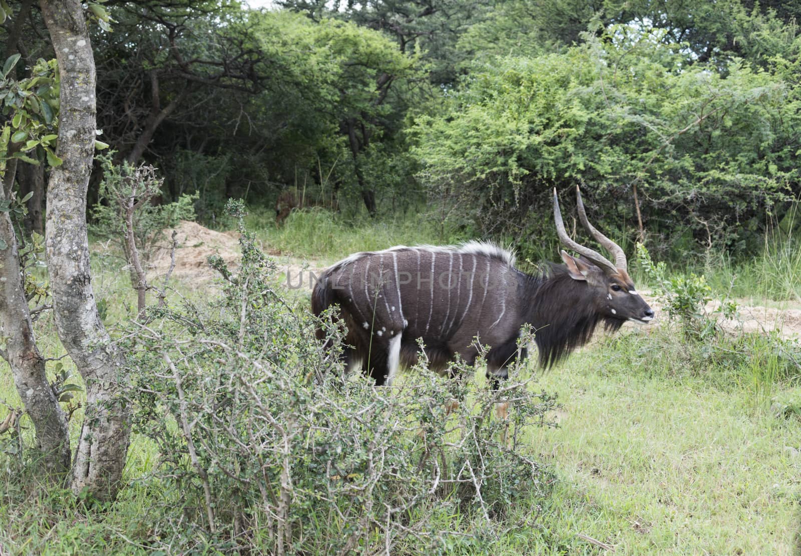 male nyala in south africa in safari nature park