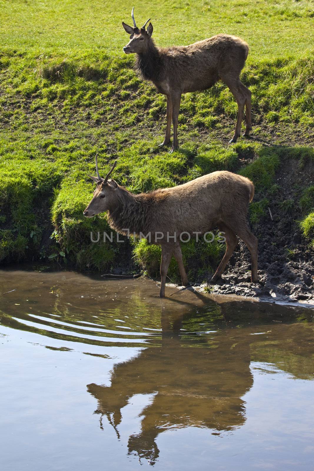 Deer in Richmond Park by chrisdorney