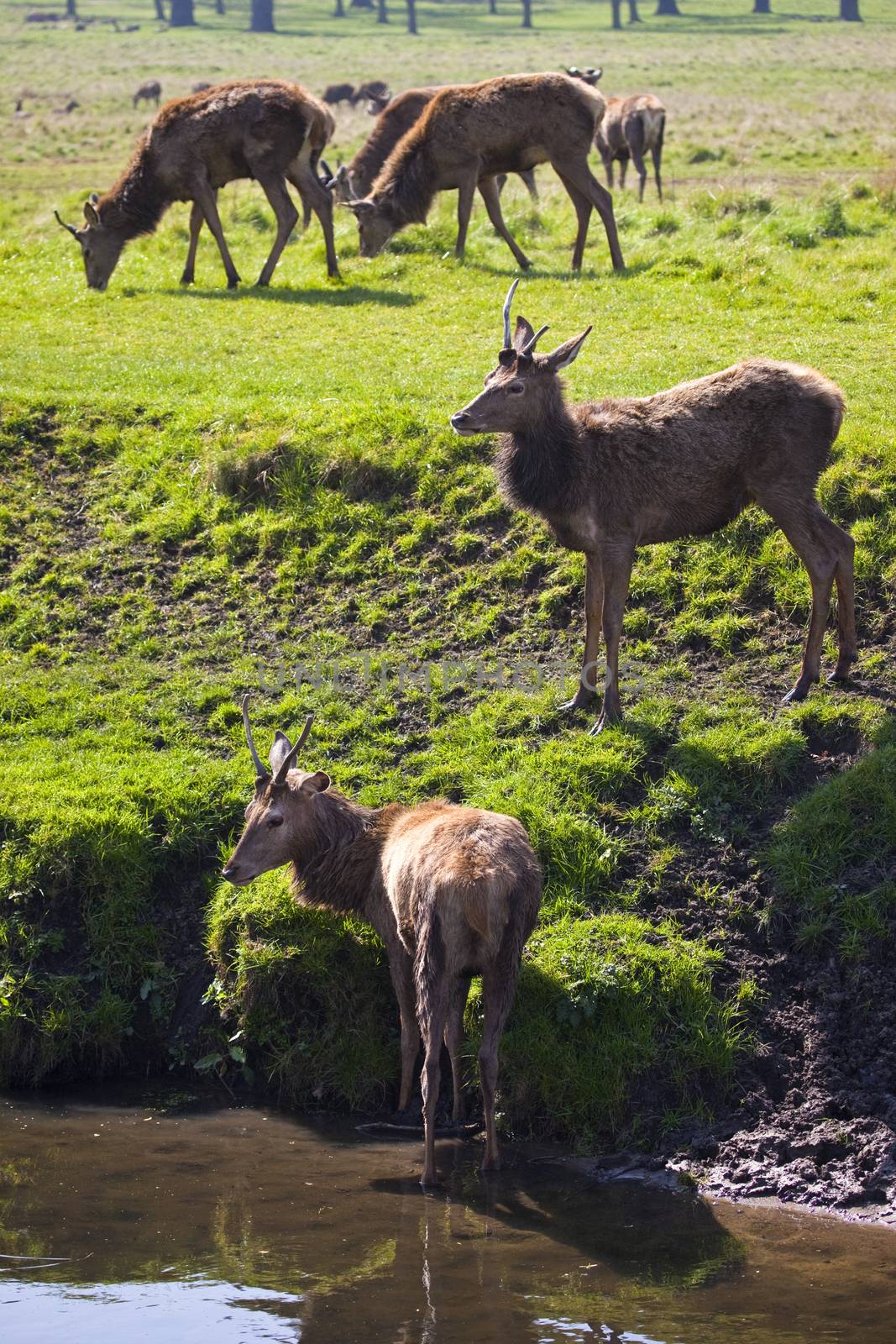 Deer in Richmond Park by chrisdorney