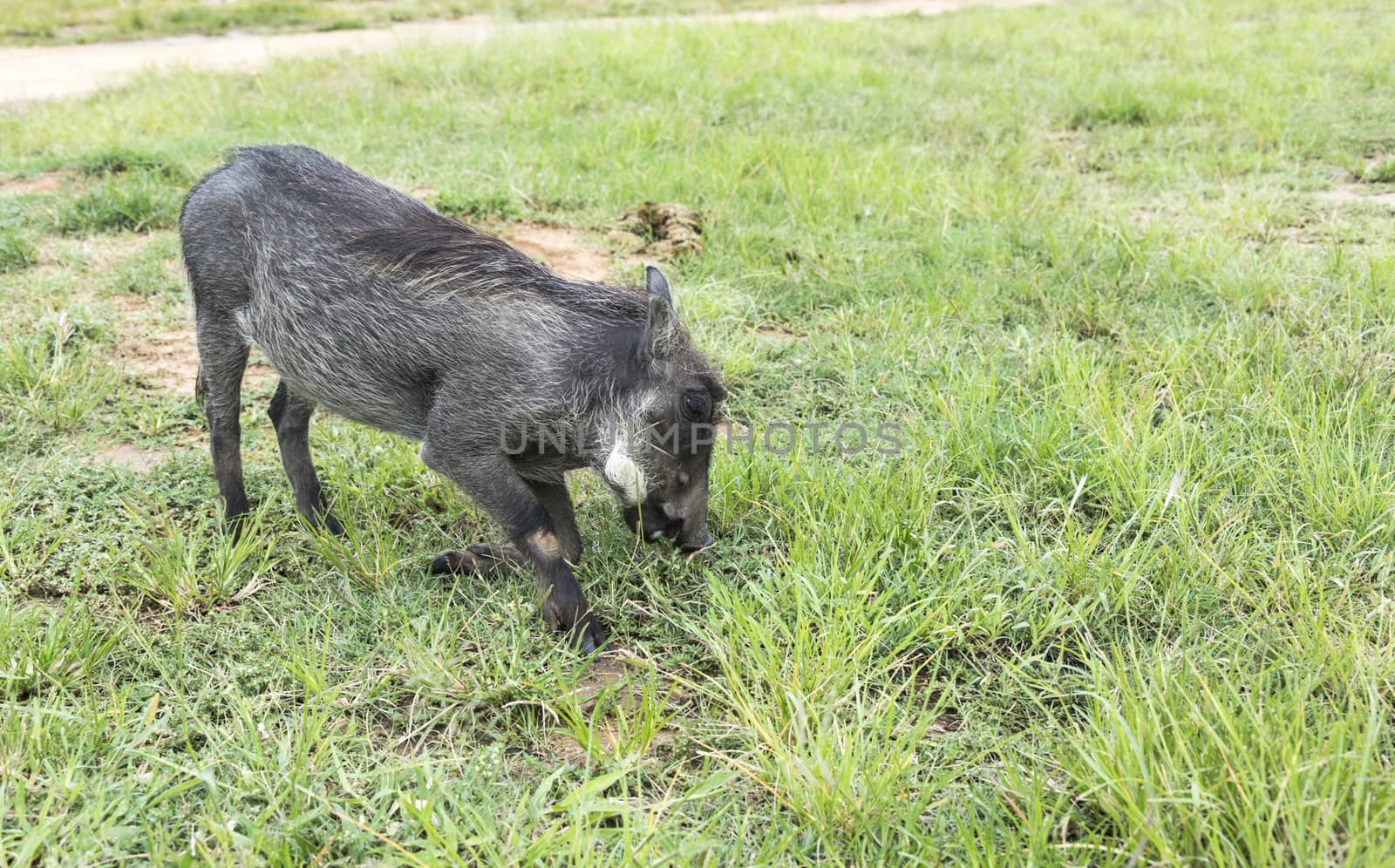 warthog wild animal in nature south africa