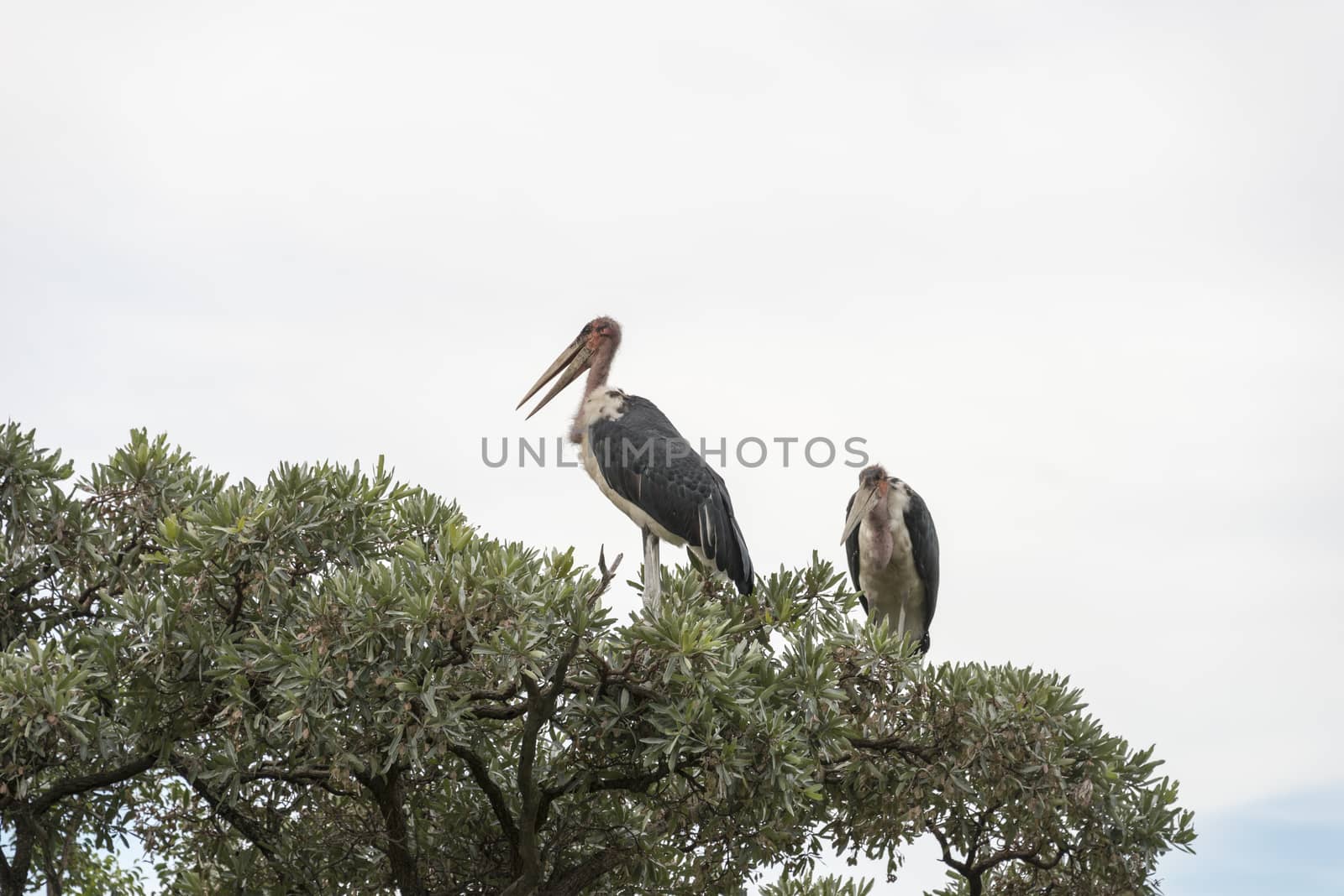 marabou birds in tree south africa by compuinfoto