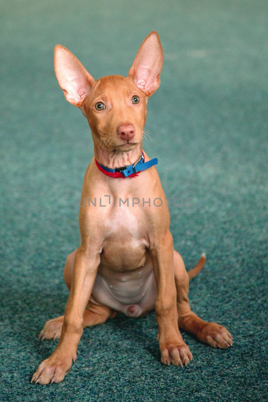 Portrait of funny Pharaoh Hound Puppy at home by CaptureLight