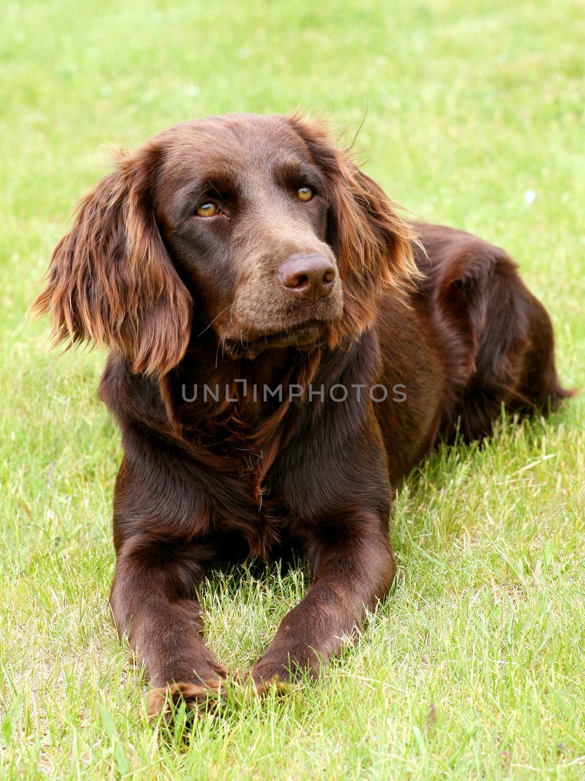 Portrait of German Spaniel dog  by CaptureLight