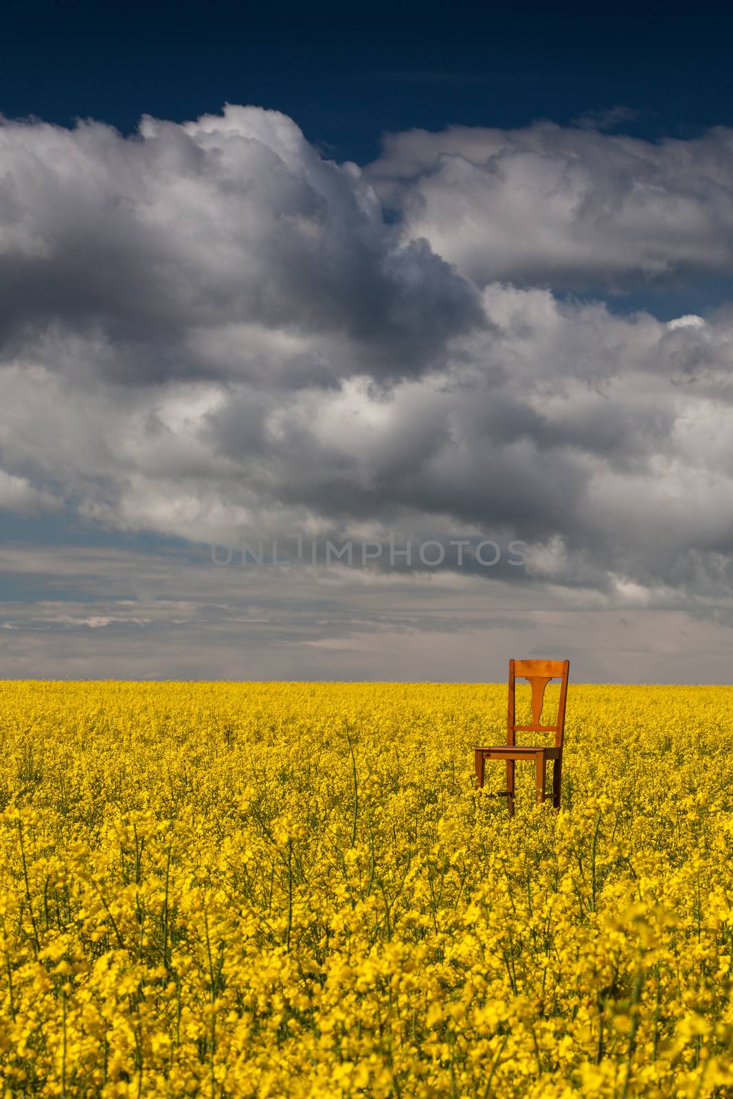 Flowers of oil in rapeseed field with lonely chair