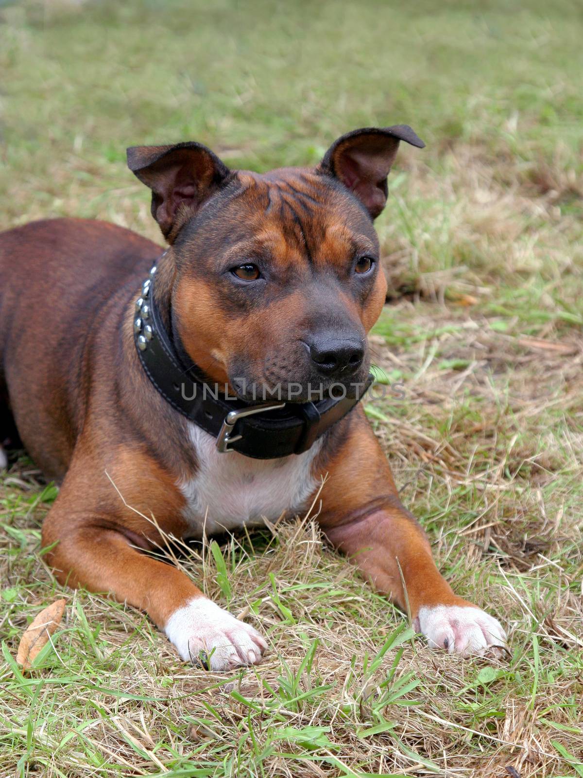 Portrait of Staffordshire Bull Terrier puppy