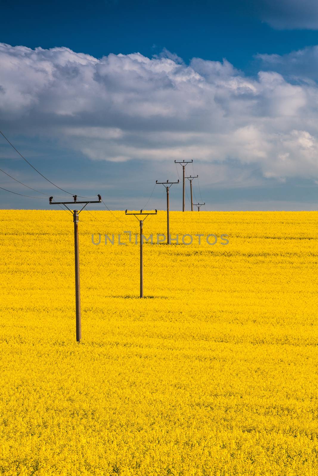 Flowers of oil in rapeseed field with high voltage power lines