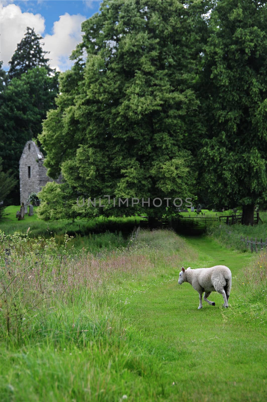 Sheep walking for a path in the green fields of Scotland