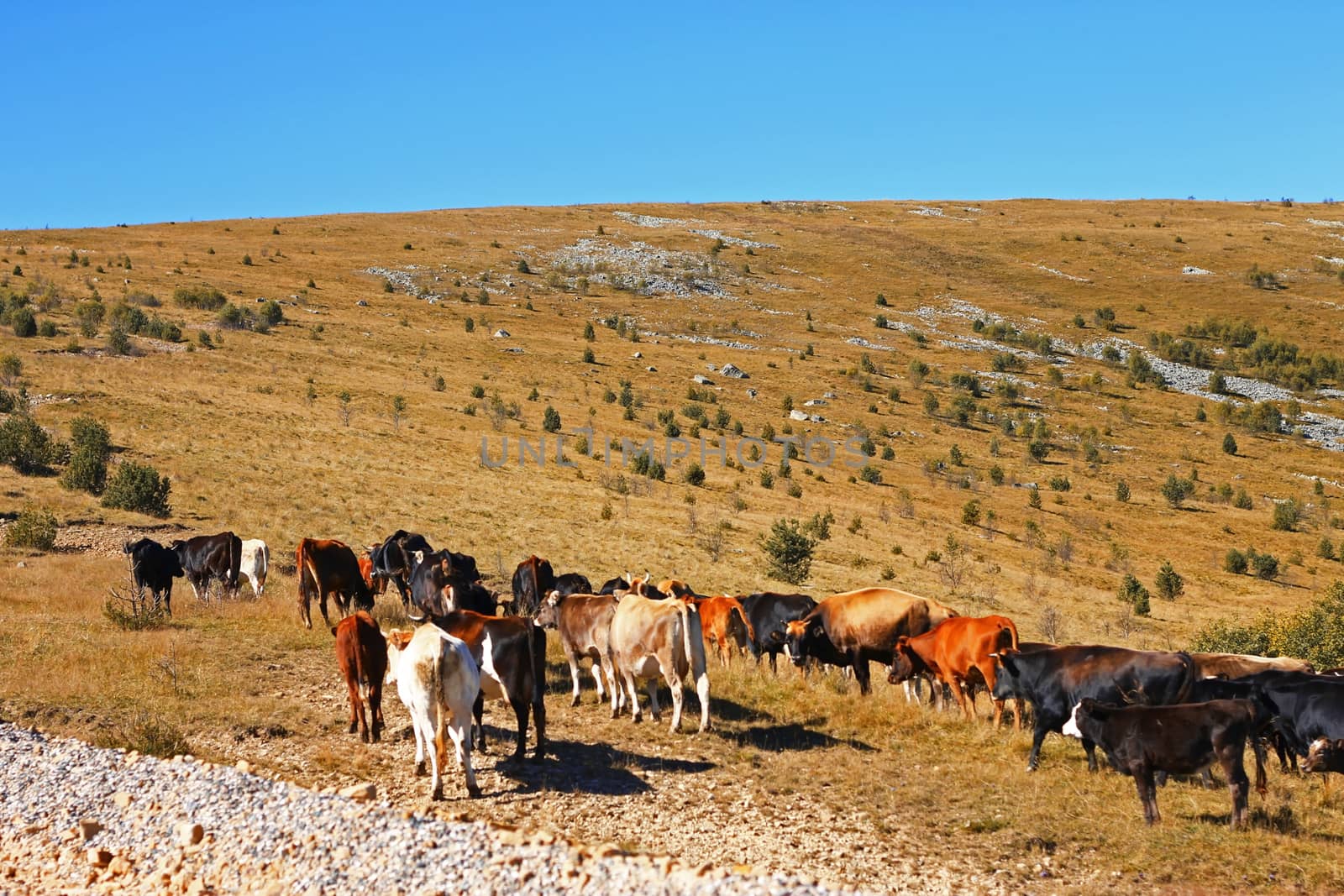 Many cows on the caucasus mountain grassland