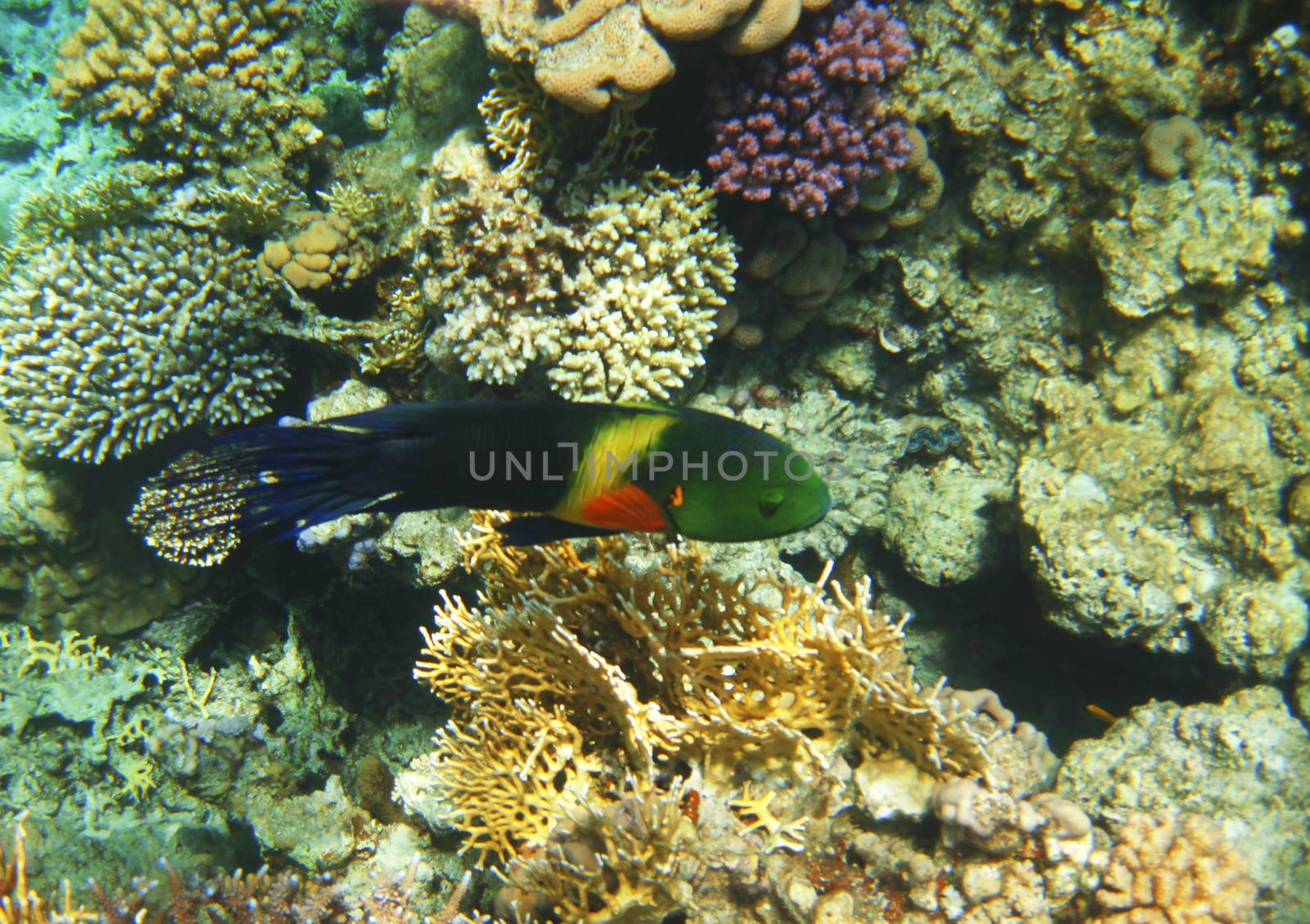 Tropical exotic fish in the Red sea. Cheilinus lunulatus