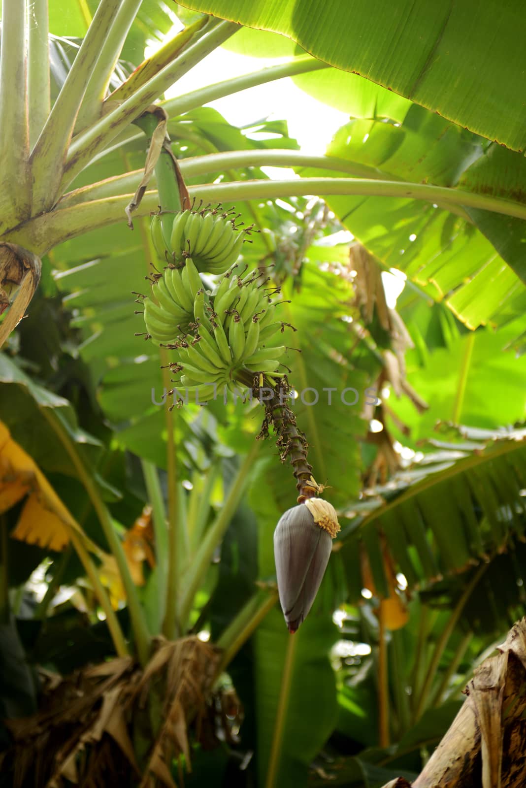 unripe bananas growing on tree