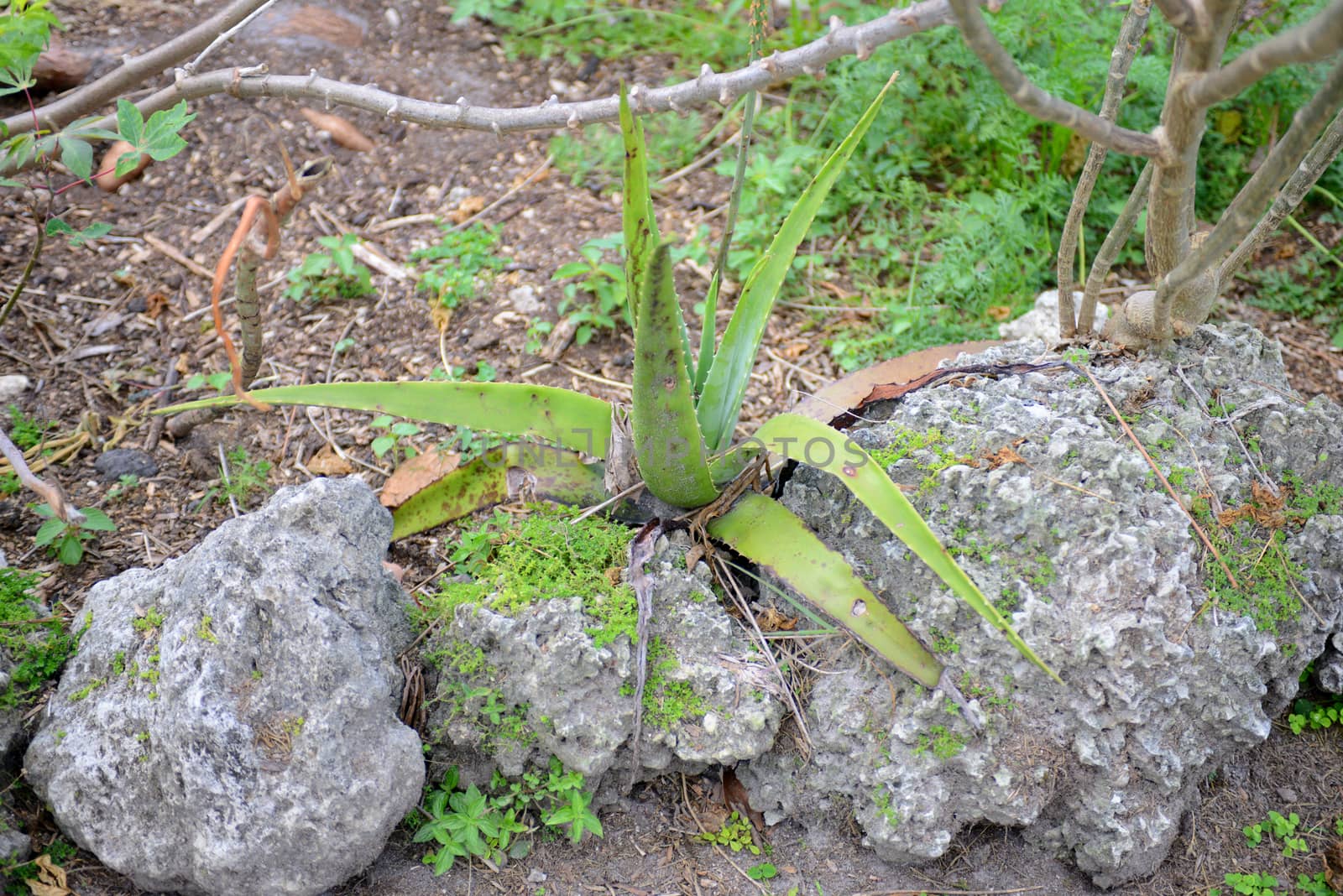 natural aloe vera plant by ftlaudgirl