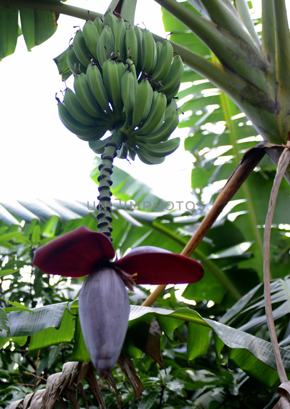 banana tree in tropics by ftlaudgirl