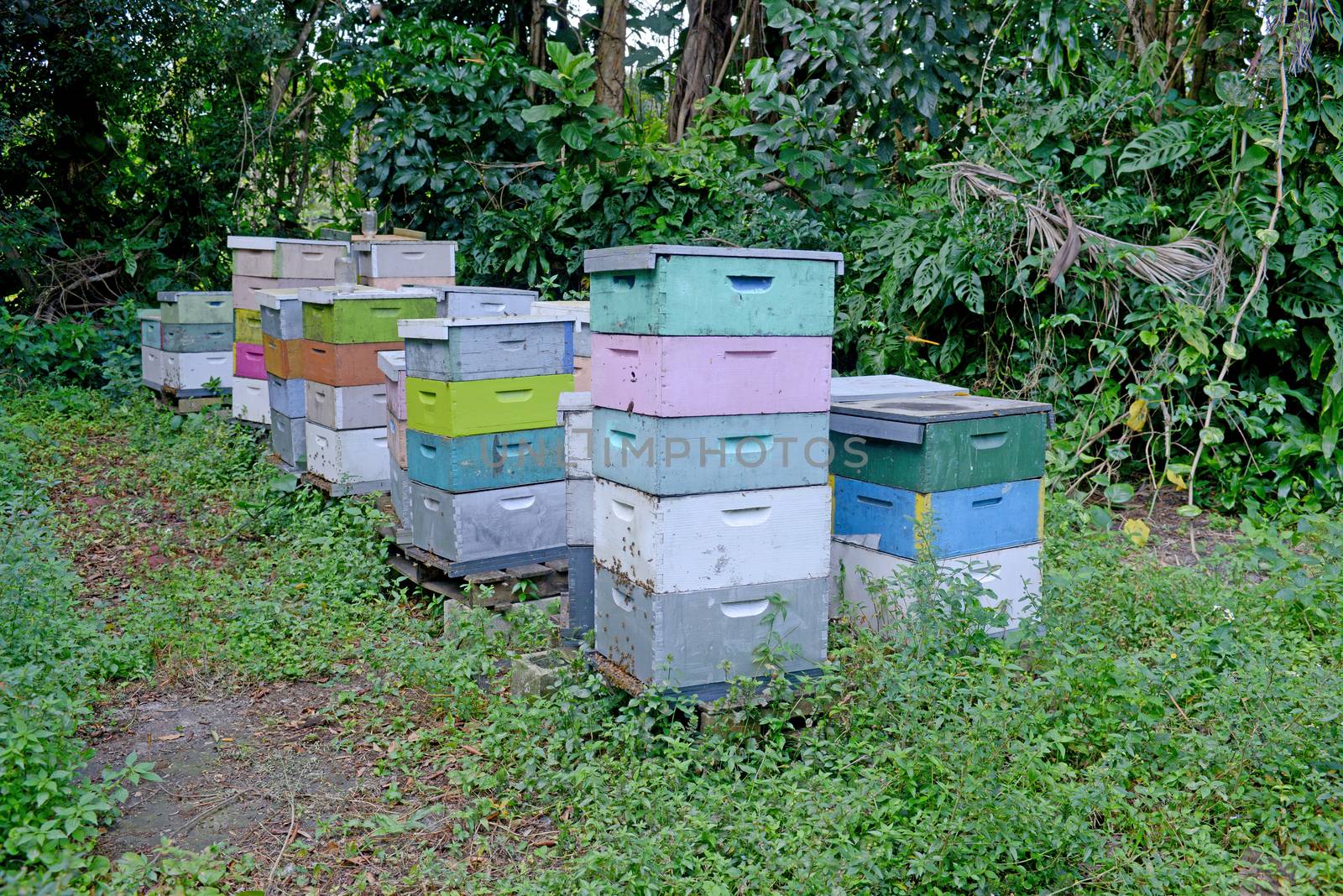 commercial beehives or apiary