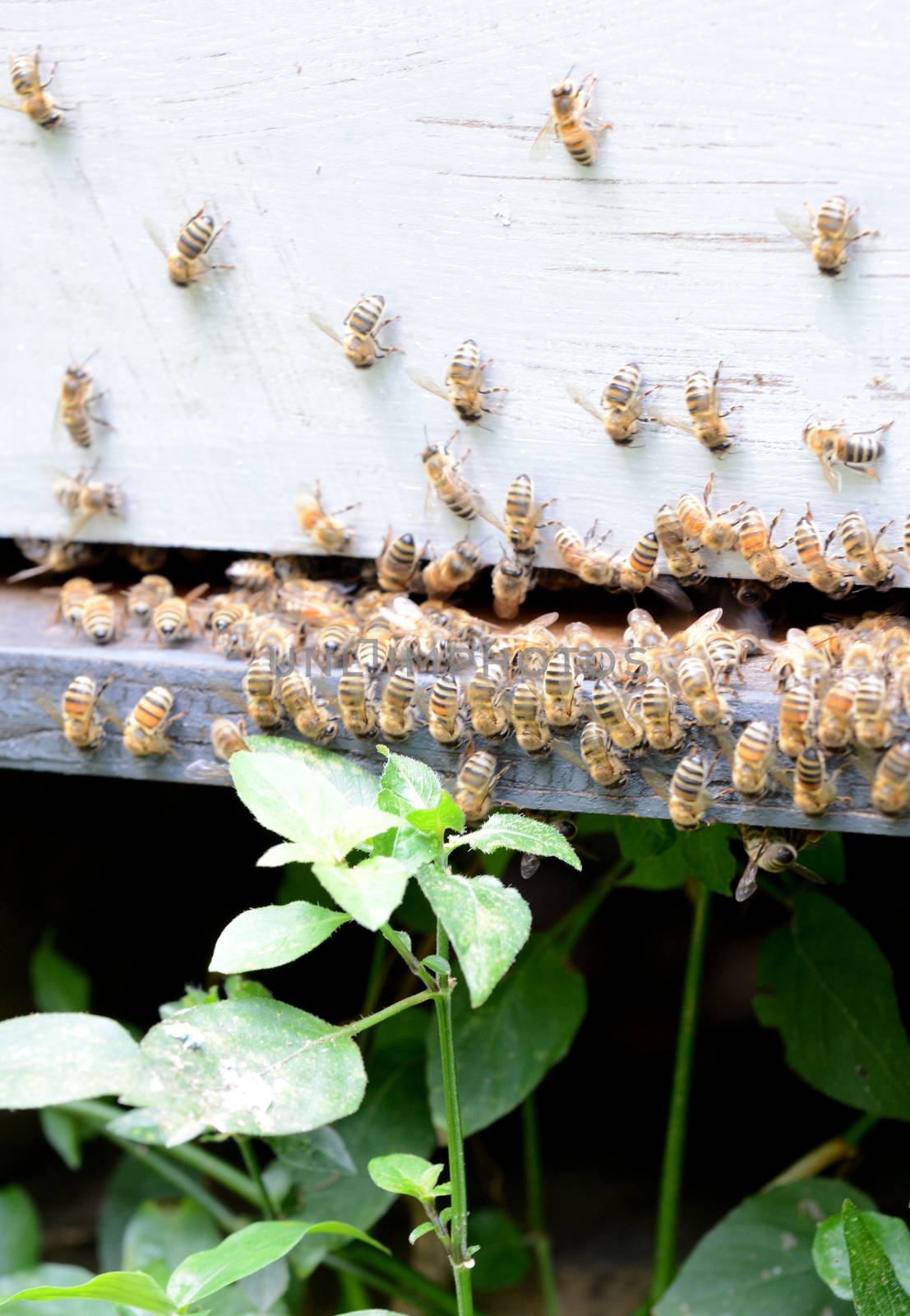 bees on hive by ftlaudgirl