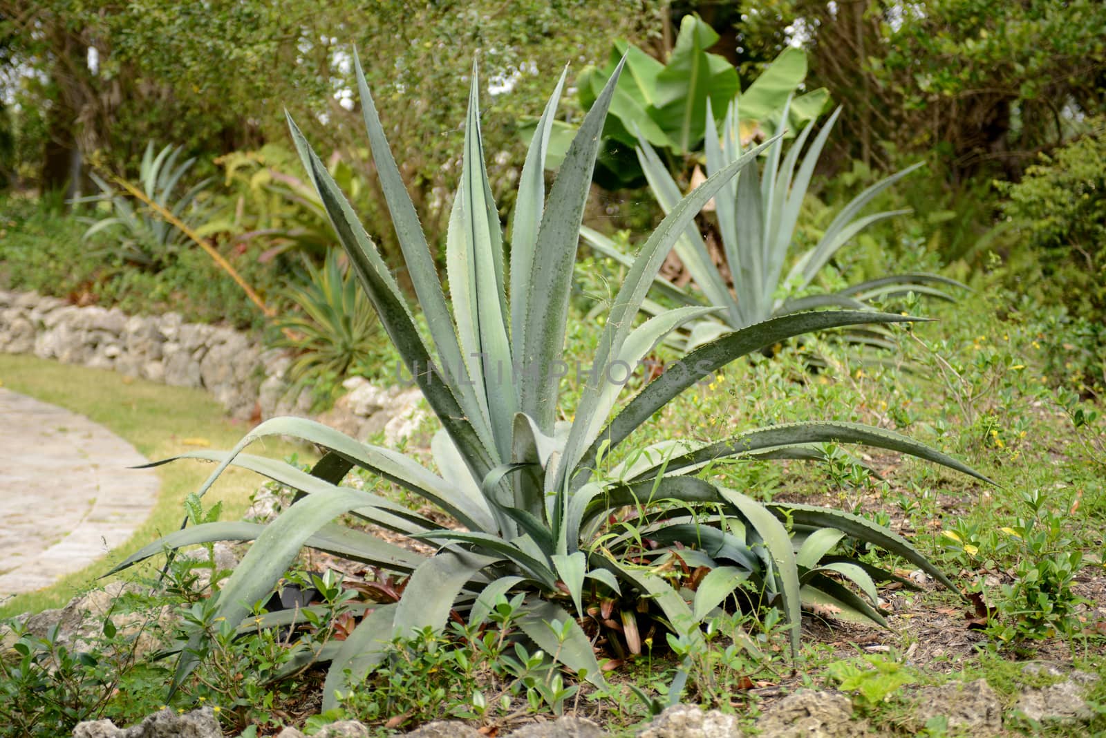 blue agave plant
