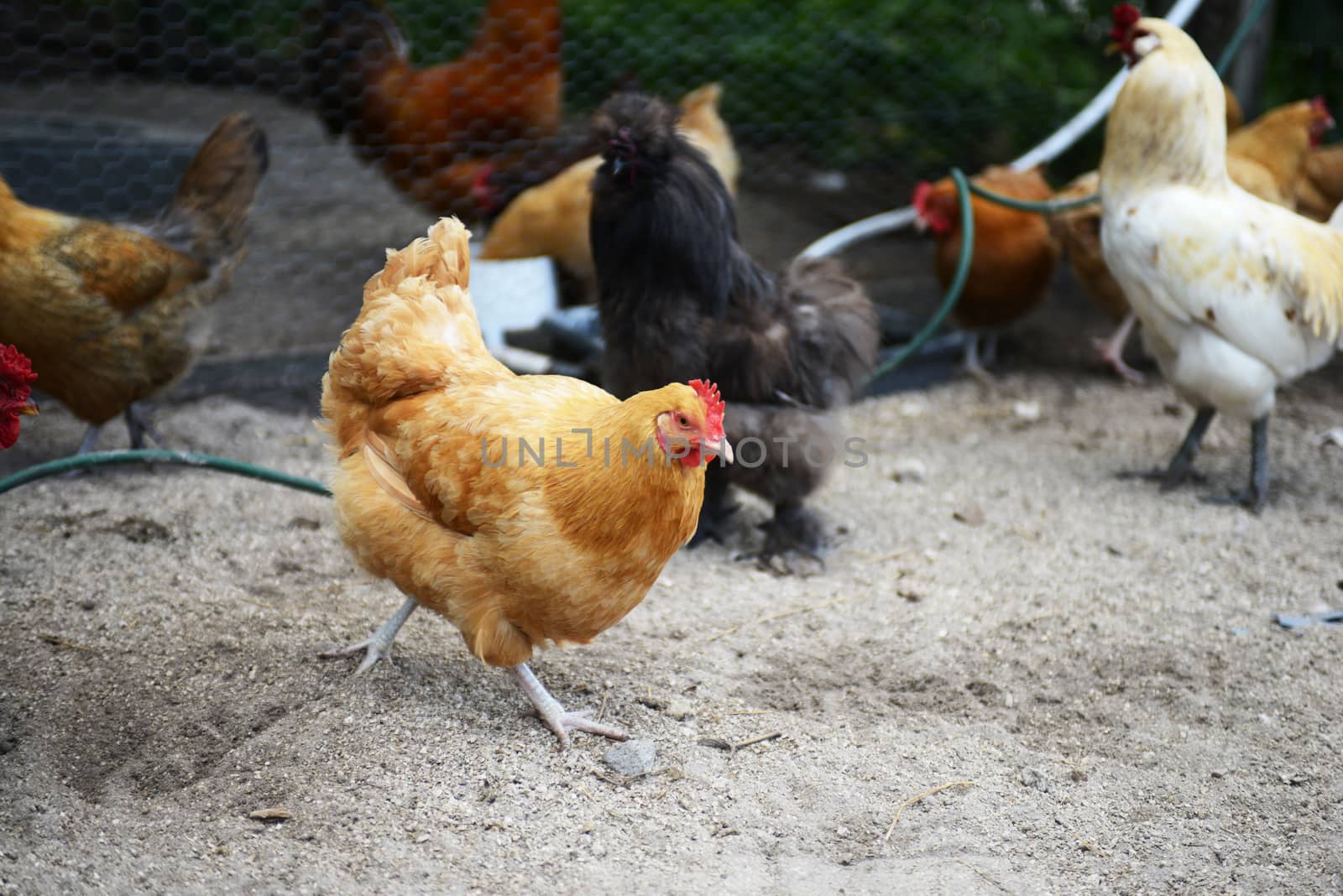 an assortment of chicken breeds on a farm
