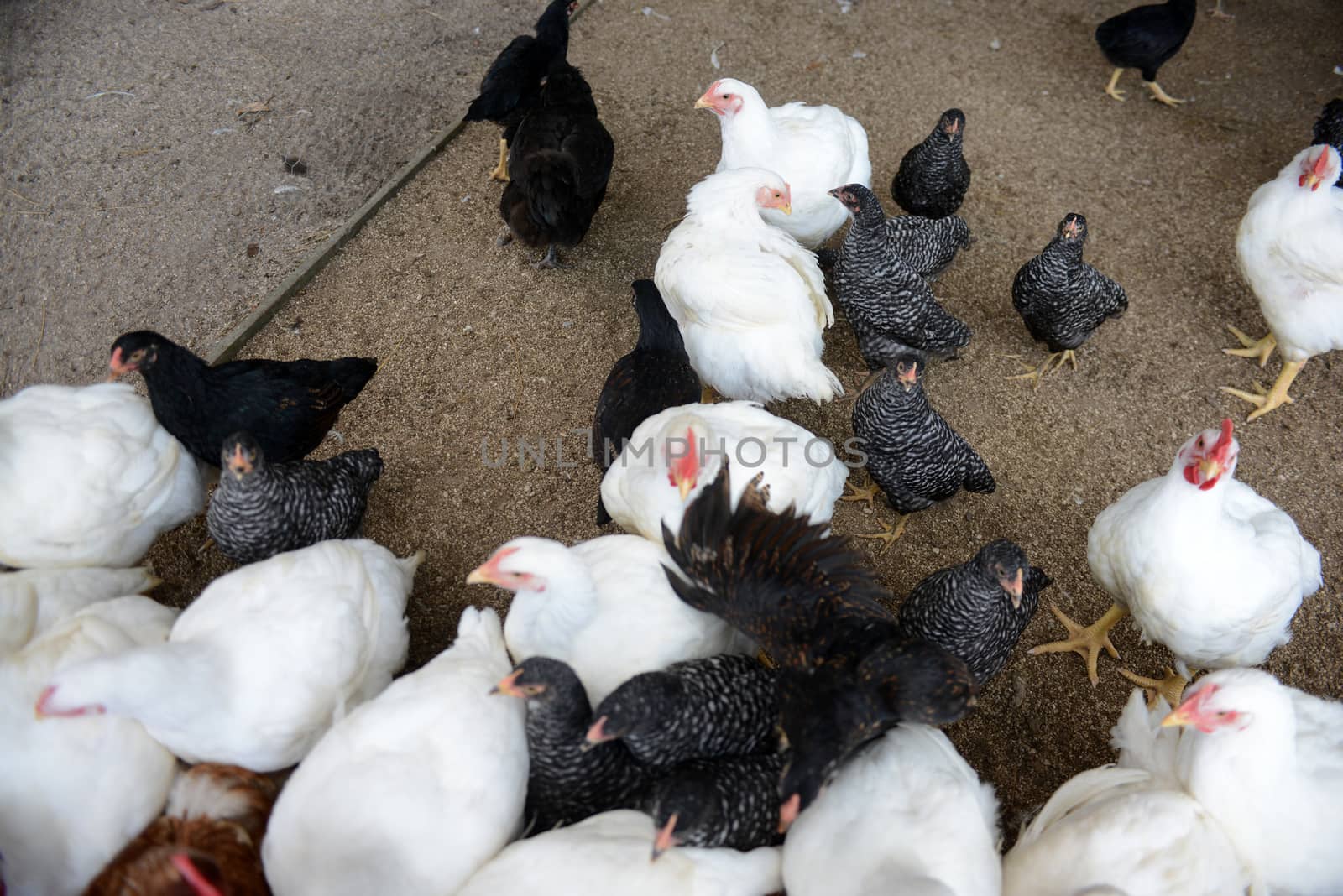 crowded chickens on farm
