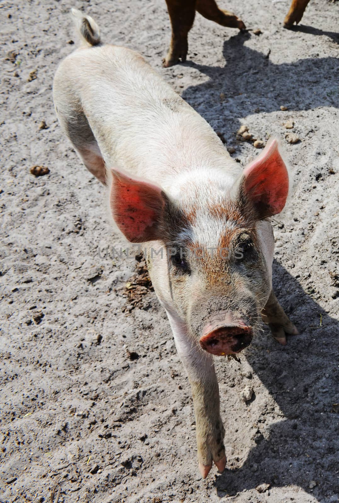 close-up of cute and happy pig on a farm