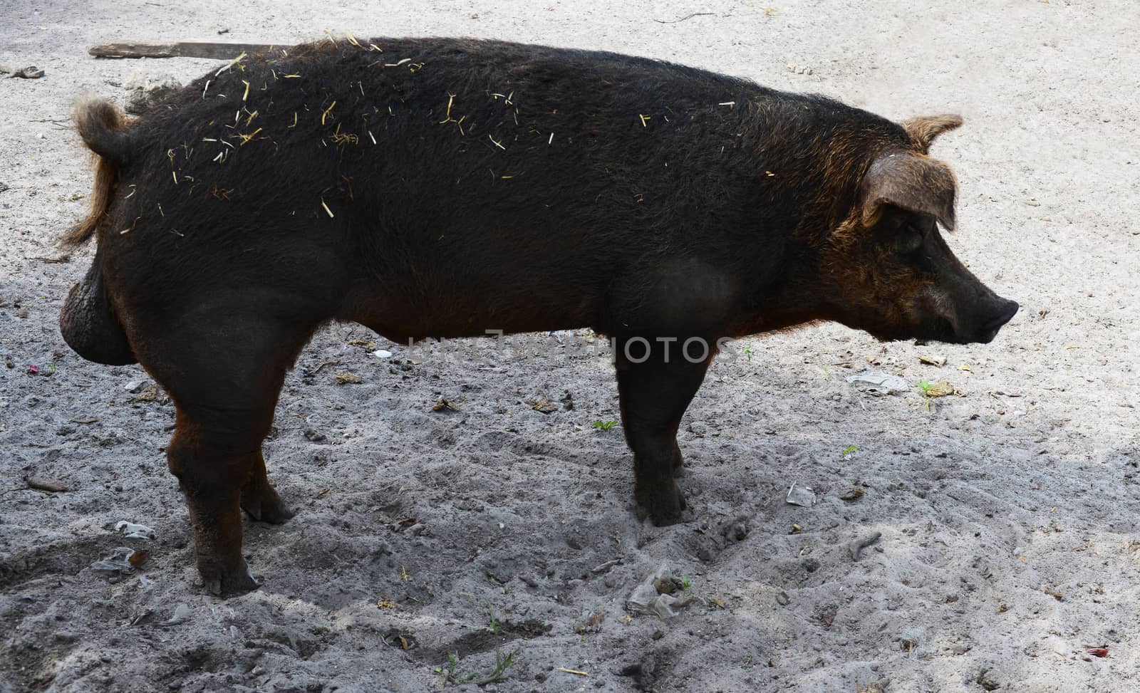 male pig by ftlaudgirl