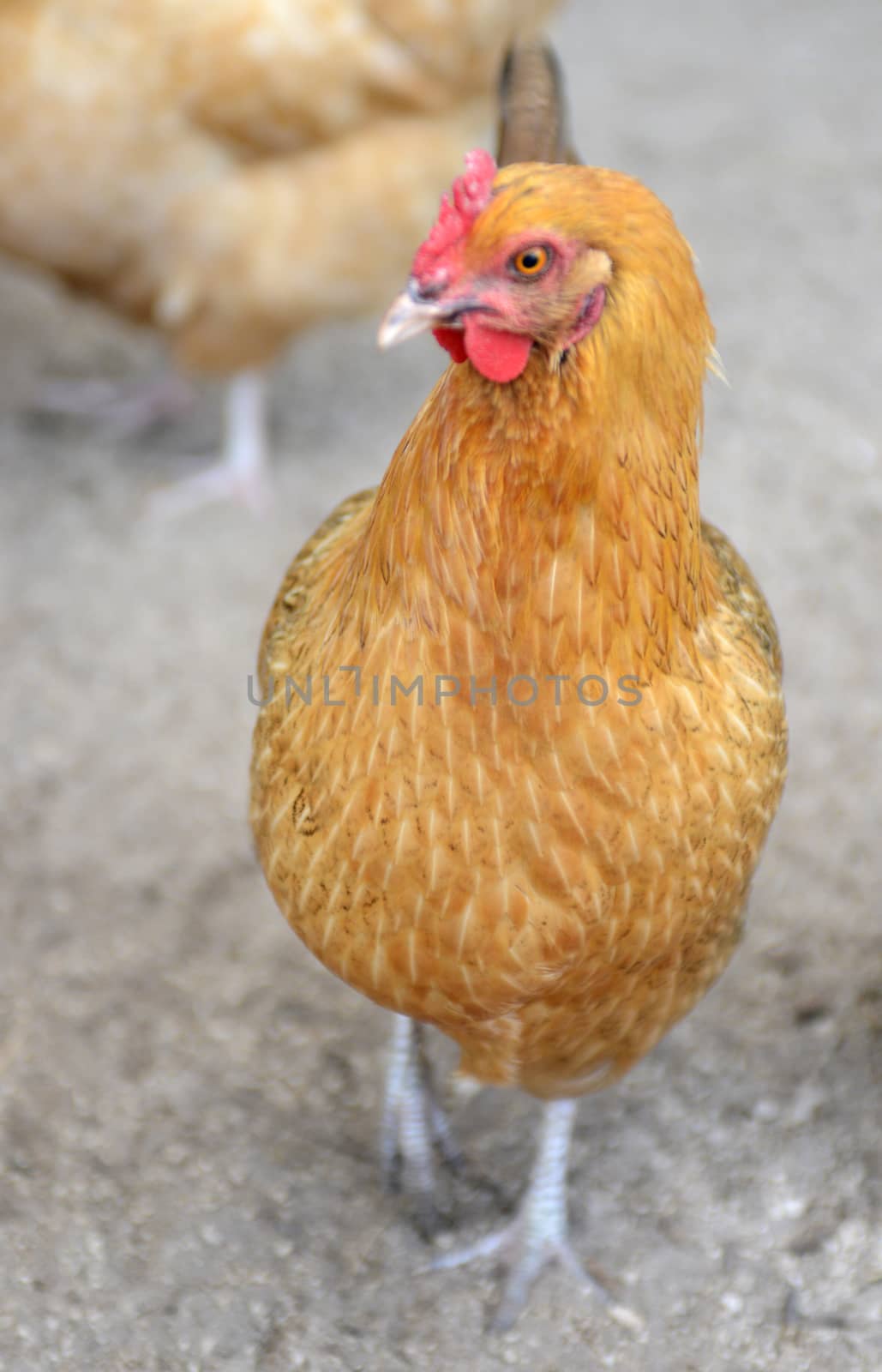 free range chicken on farm by ftlaudgirl