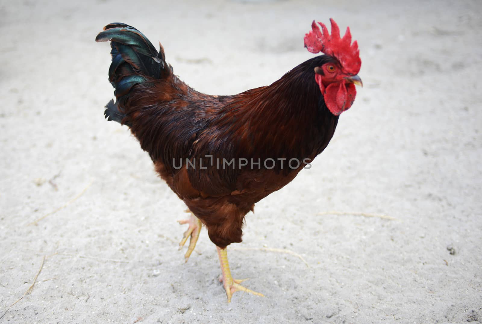 beautiful rooster by ftlaudgirl