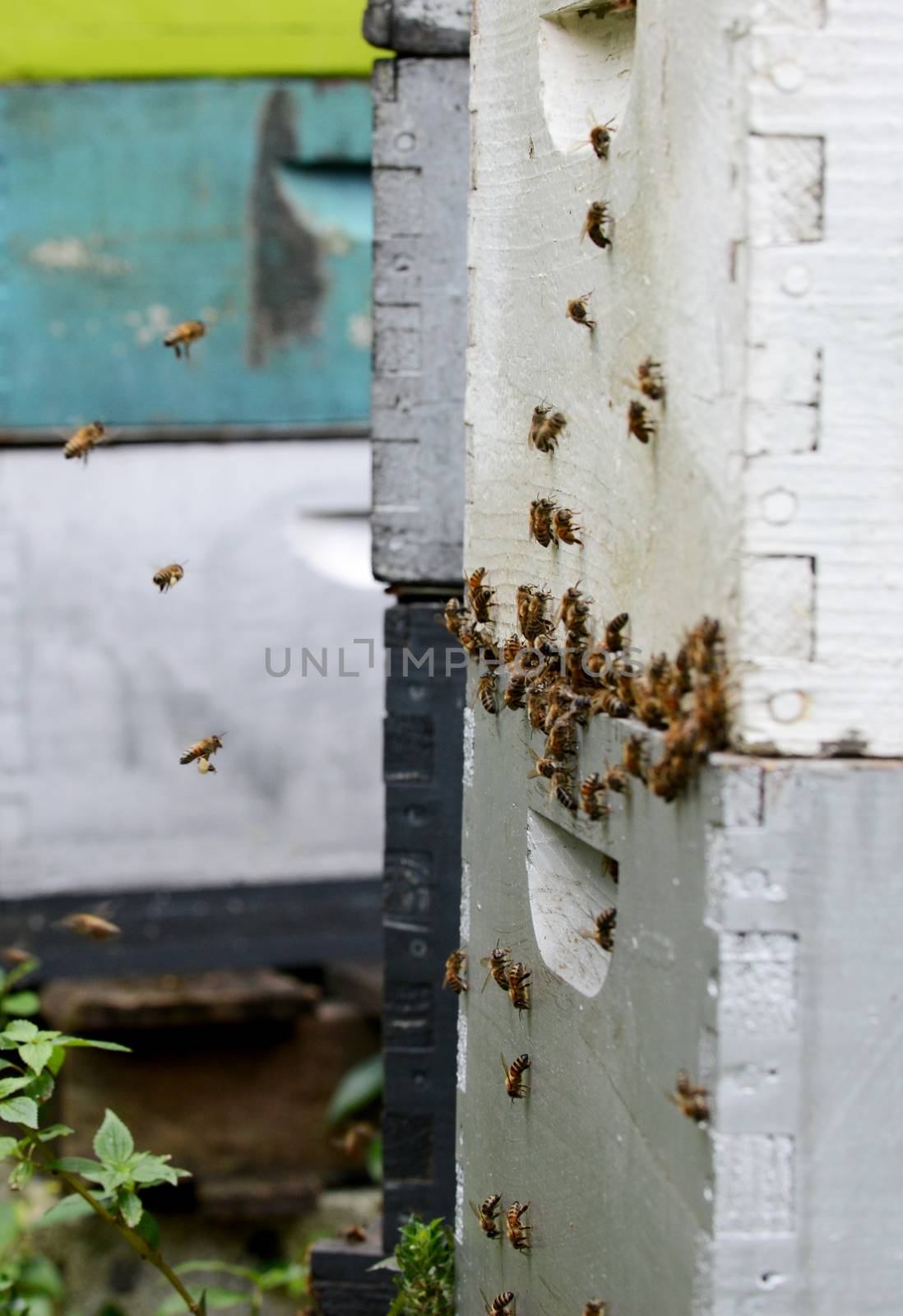 bees swarming around beehive