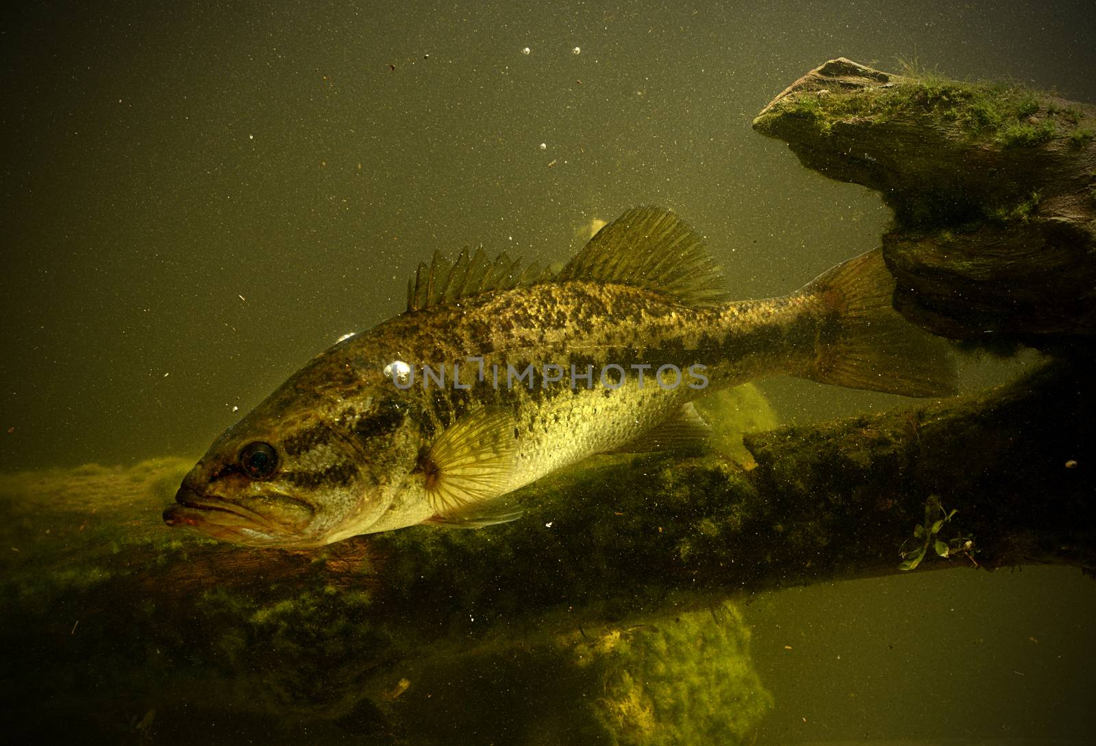 largemouth bass fish underwater in lake