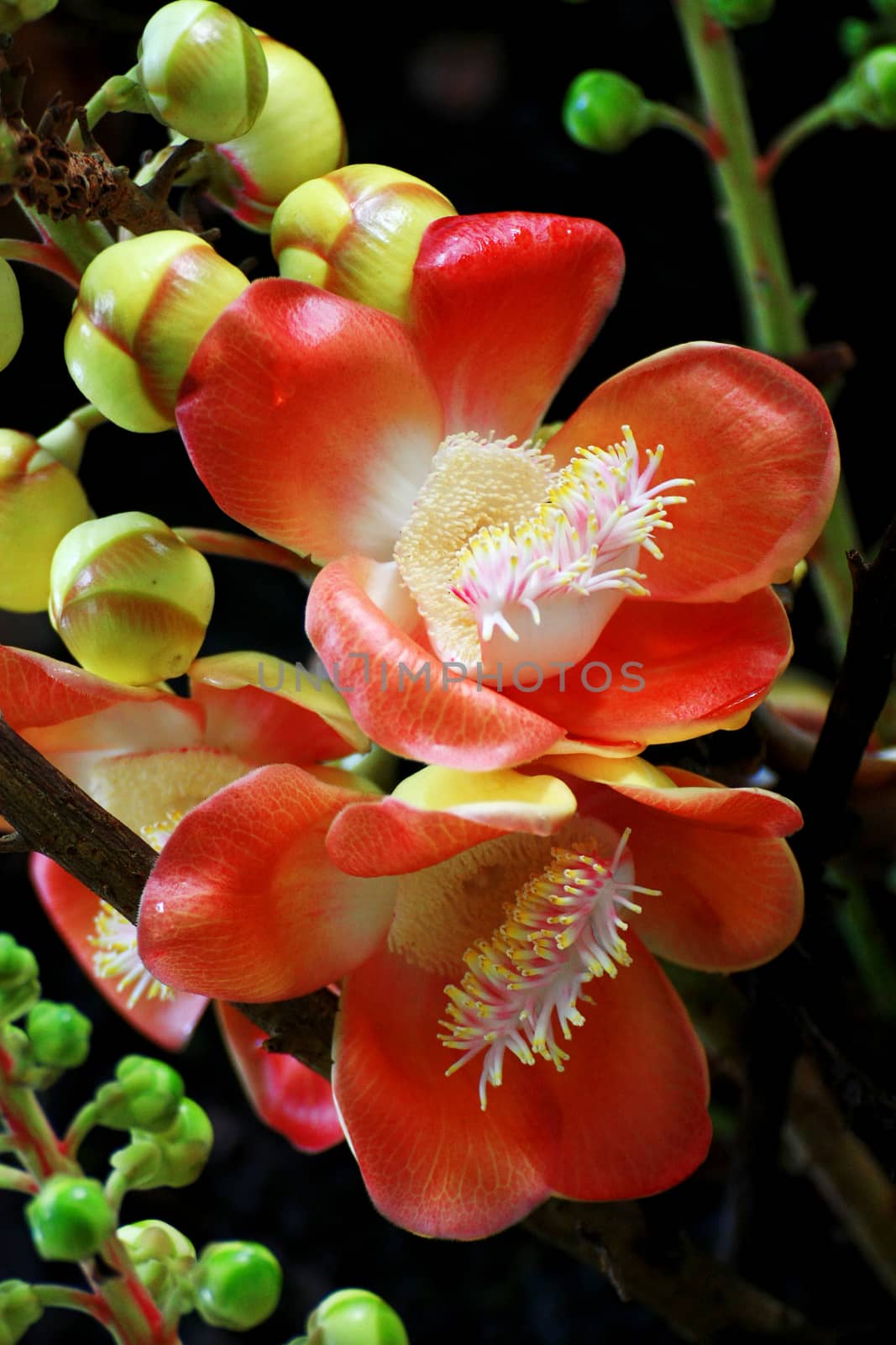 A beautiful macro shot of a flower from the unusual cannonball tree (Couroupita guianensis)