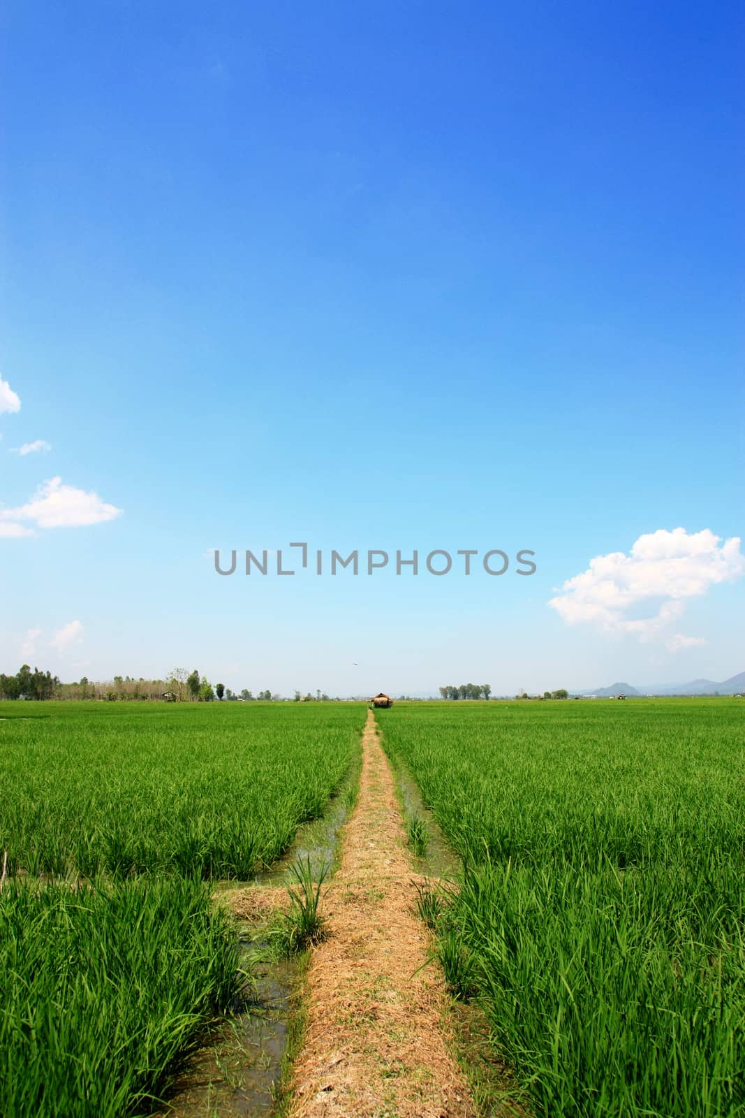 Beautiful view of a paddy rice fields