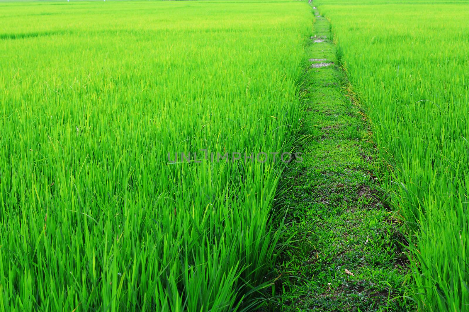 walkway in paddy field chiang rai thailand