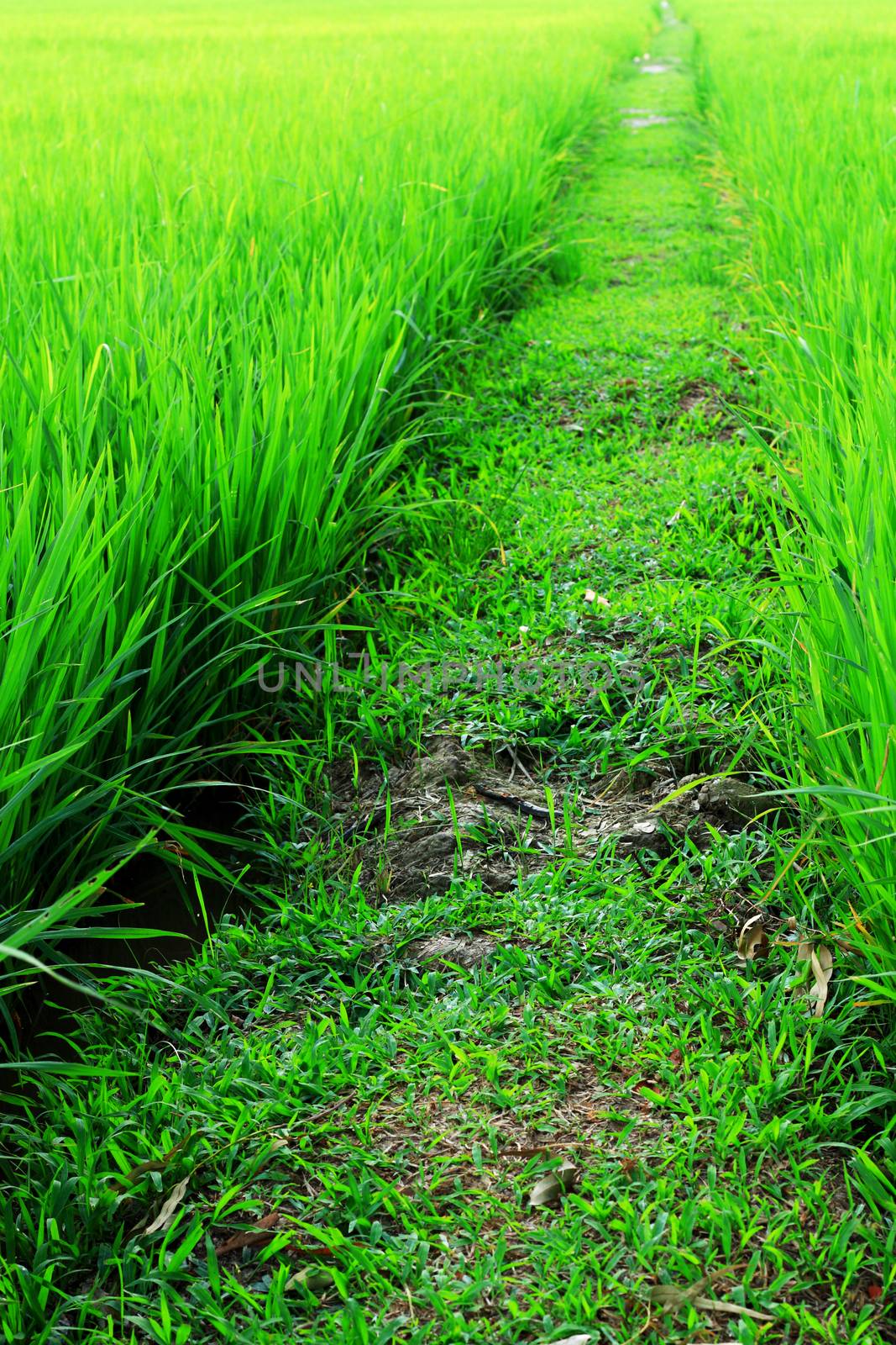 walkway in paddy field by ibahoh