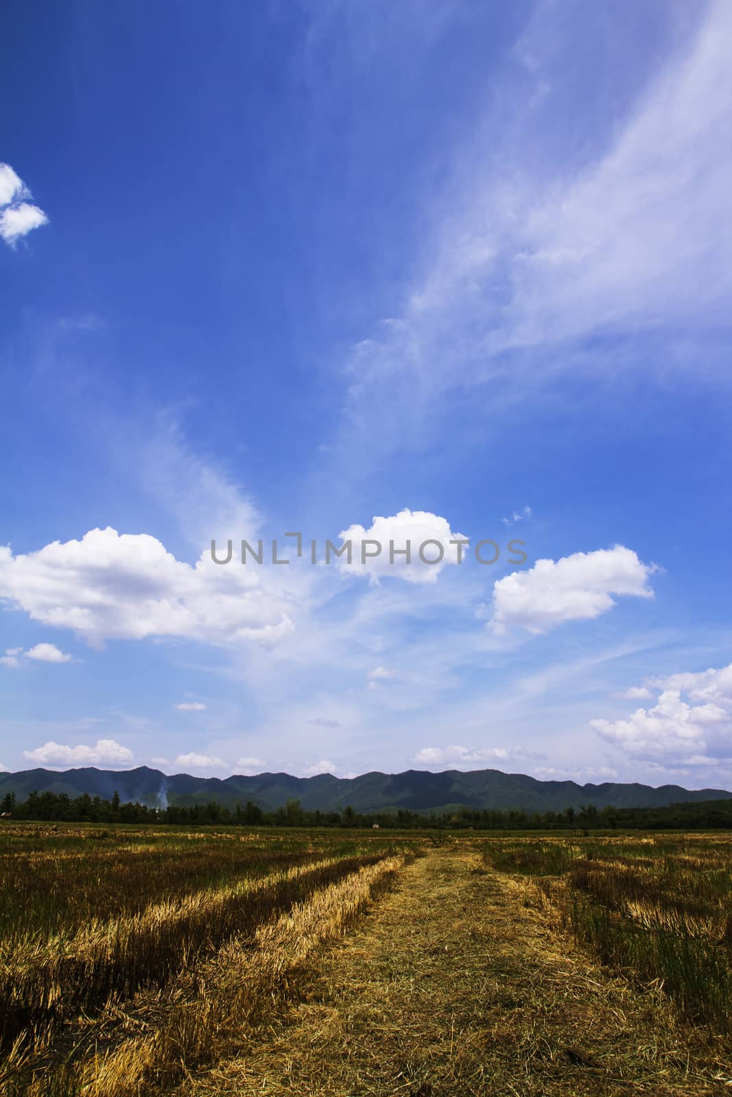 rice field after harvest and blue sky by ibahoh