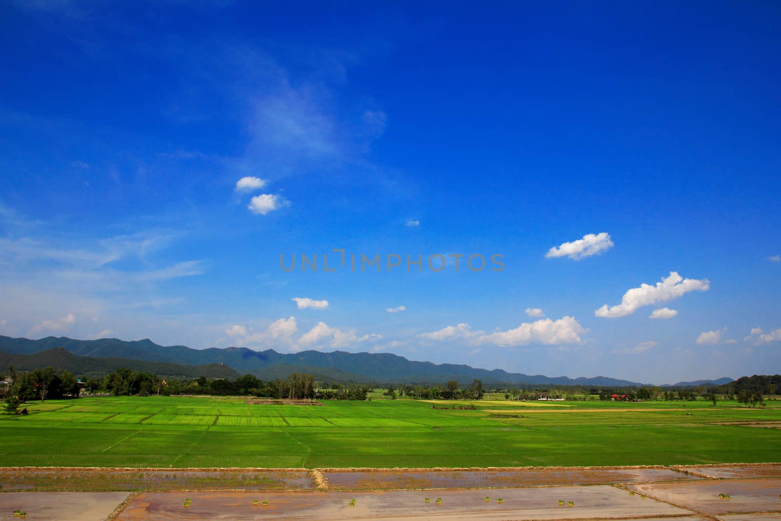 rice field whit blue sky and clouds in northern chiang rai thailand