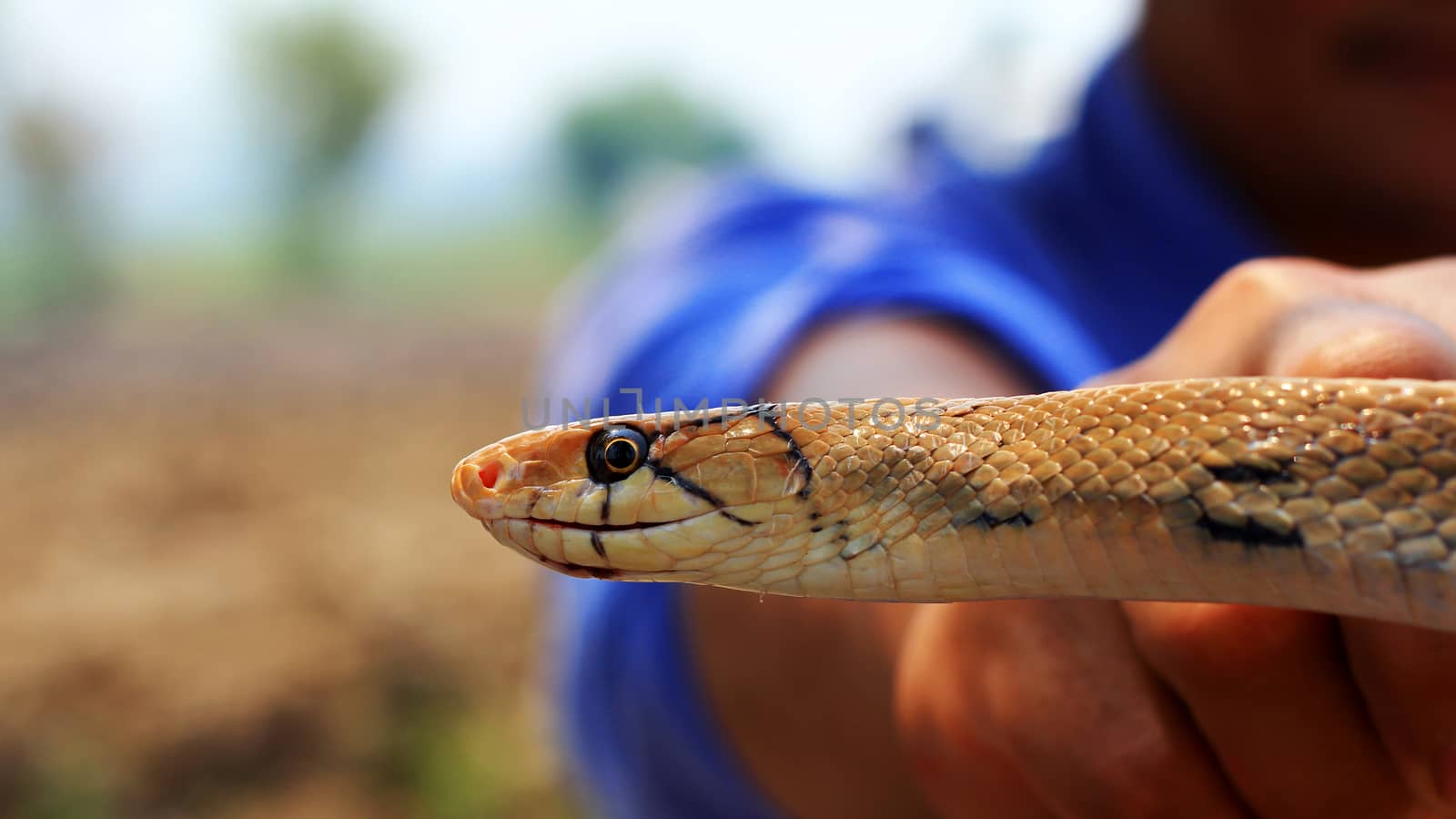 Indochinese rat snake by ibahoh