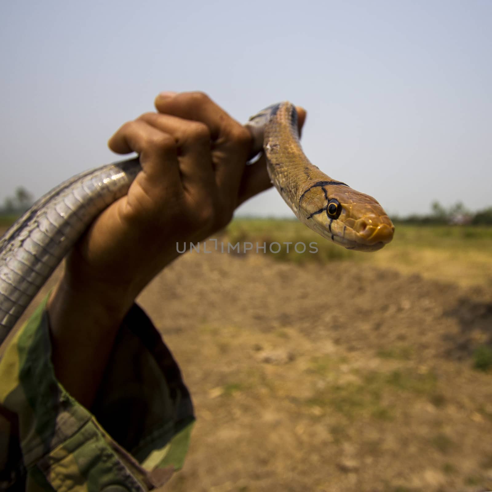 Indochinese rat snake by ibahoh