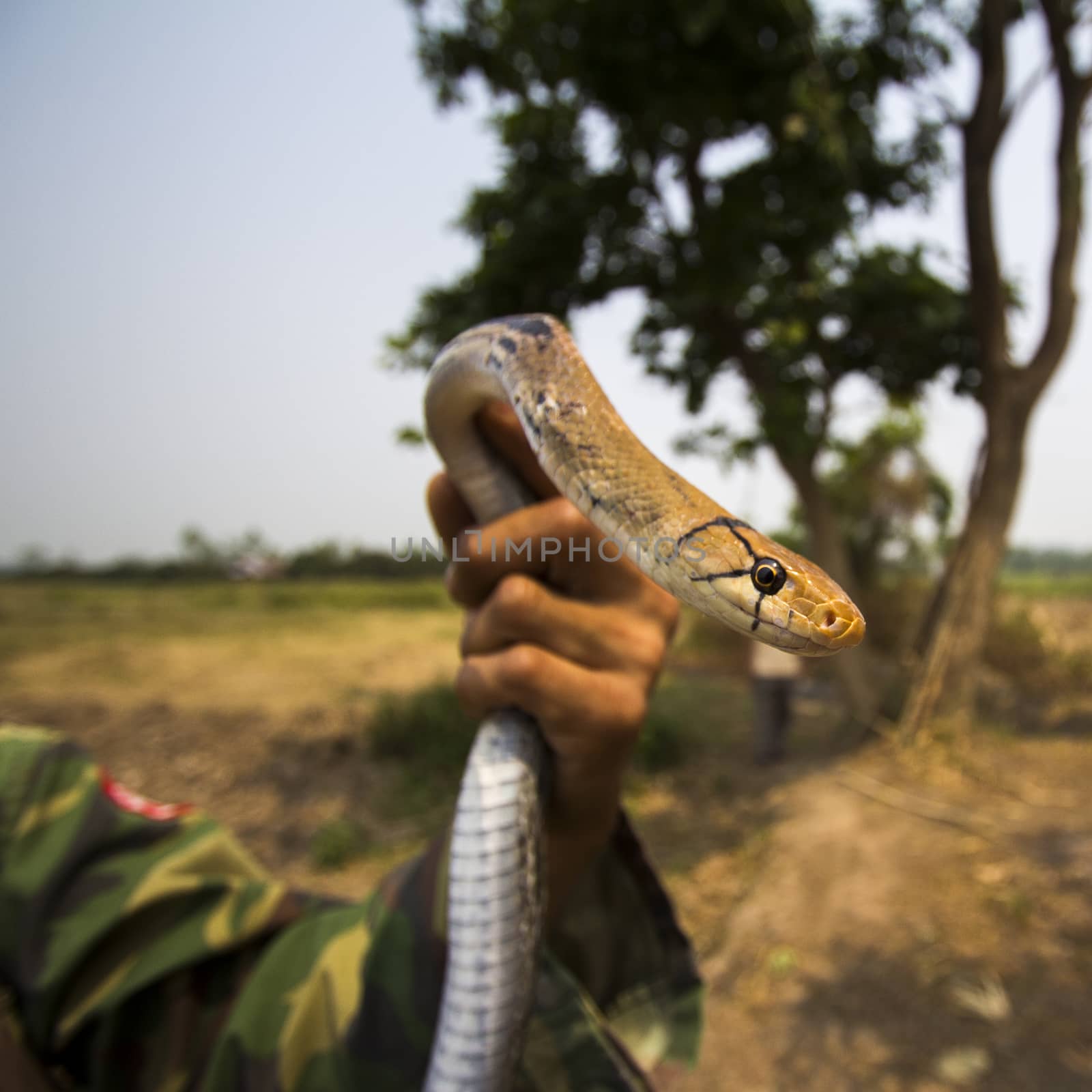 Indochinese rat snake by ibahoh