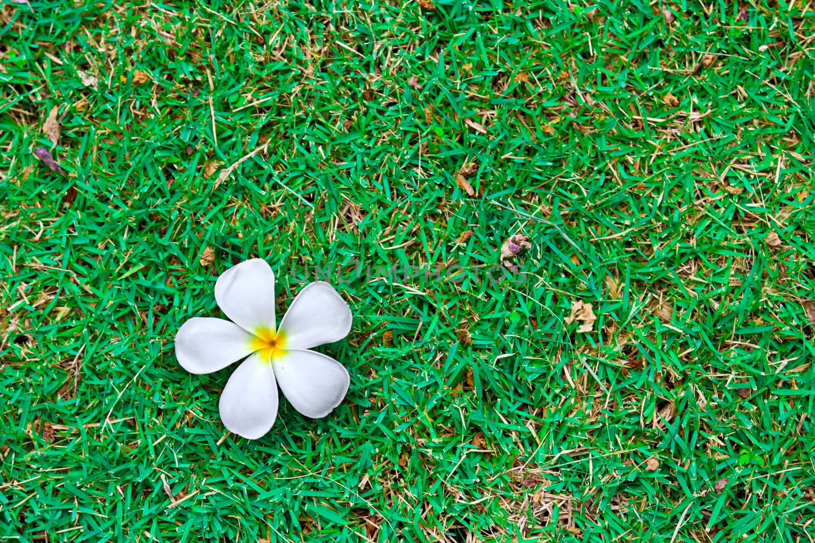 Frangipani tropical flowers on green grass. by ibahoh