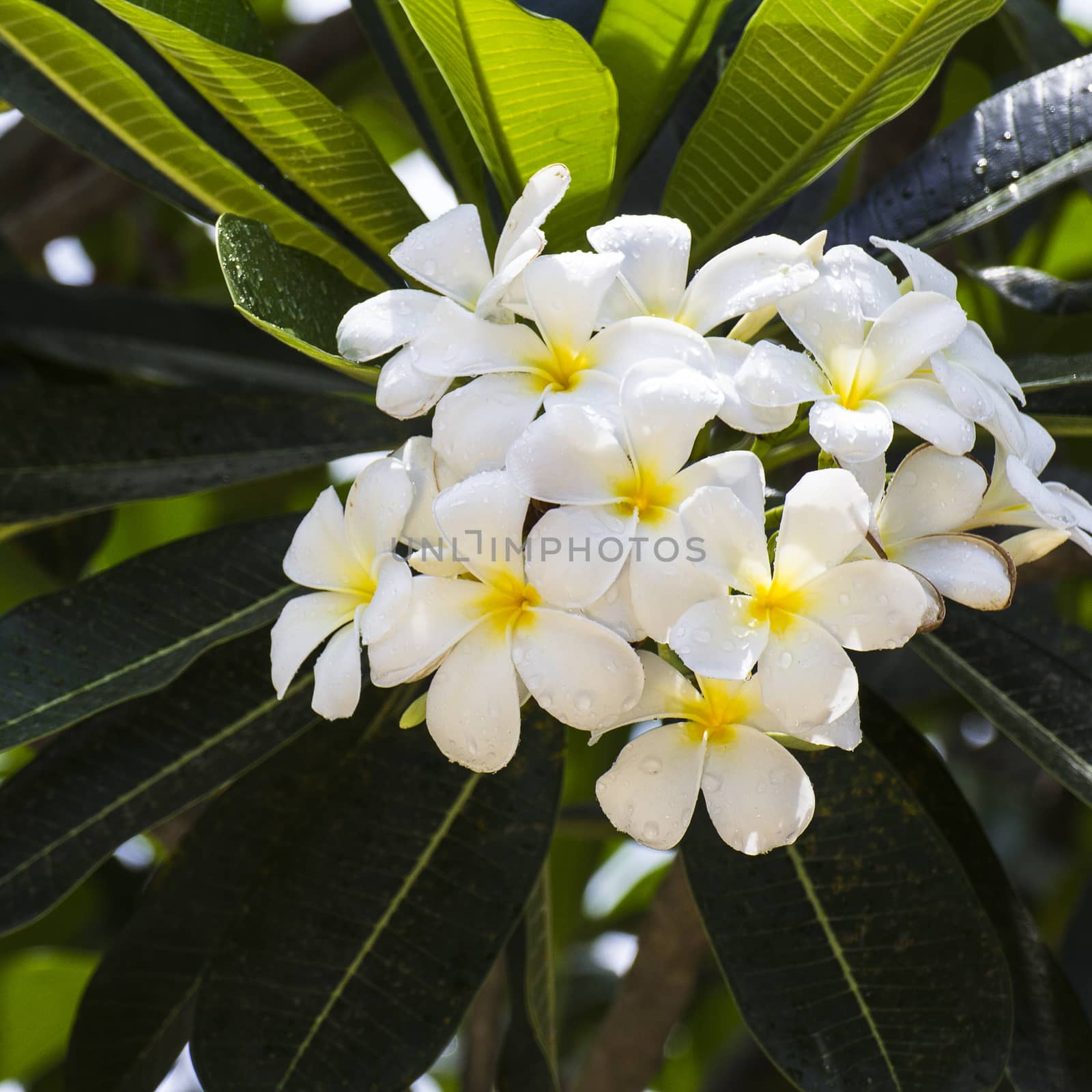 white frangipani flowers by ibahoh
