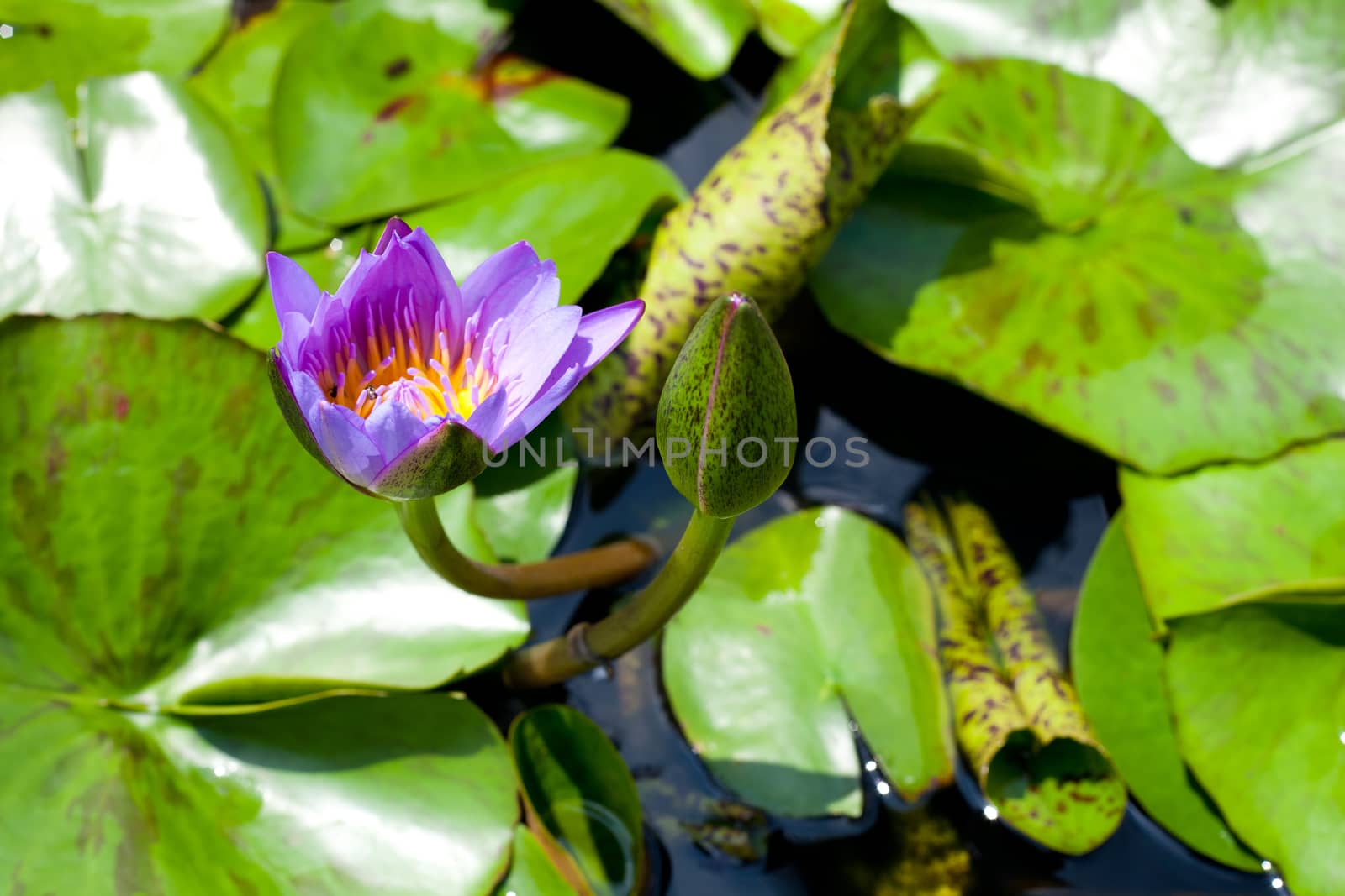 The blue lotus is blooming. In fresh water. The lotus leaf green.