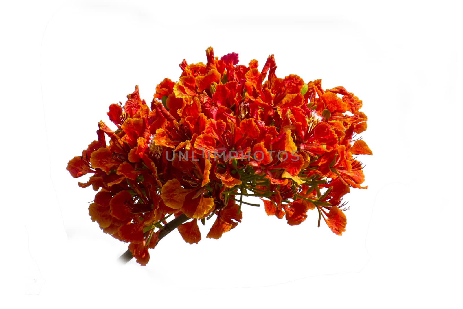 Peacock flowers on poinciana tree. Isolated on white by ibahoh
