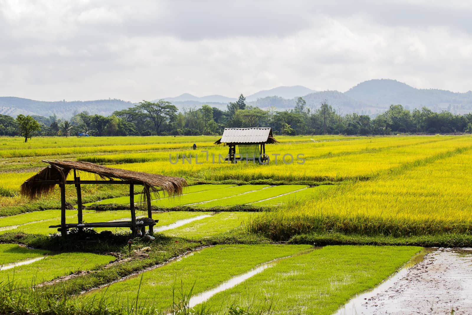 Cottage in rice field thailand