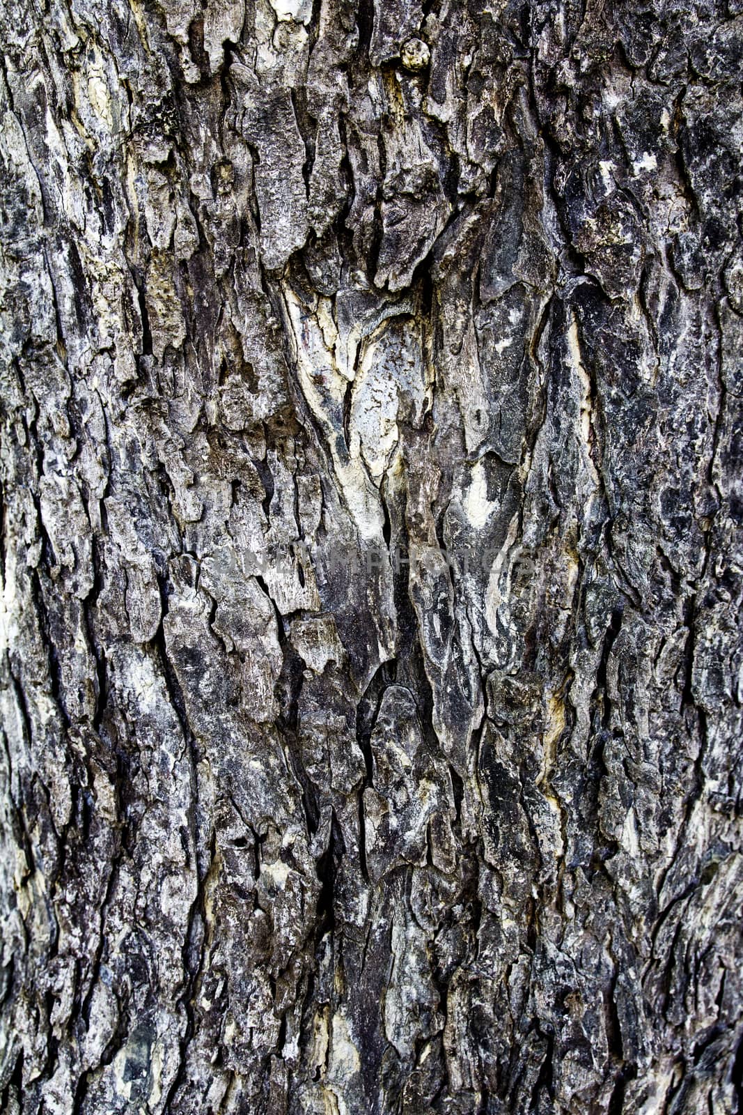 Tree bark texture by ibahoh