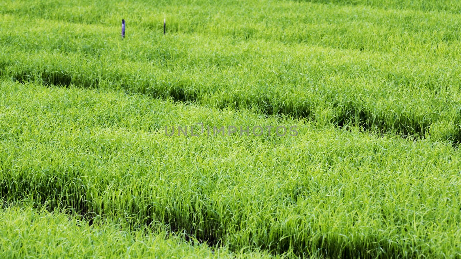 rice sprouts in farm of thailand southeast asia