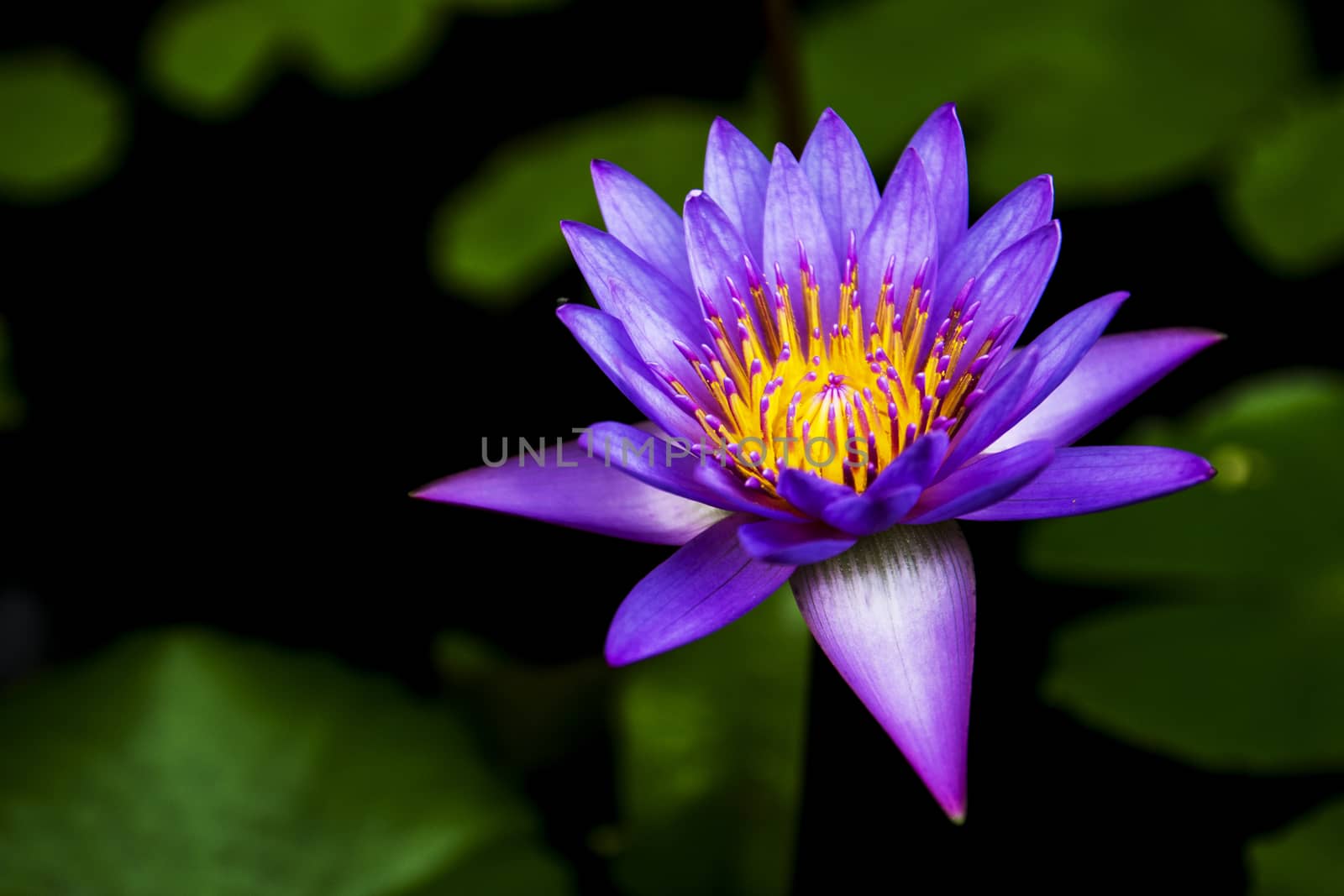water lily, lotus in nature by ibahoh