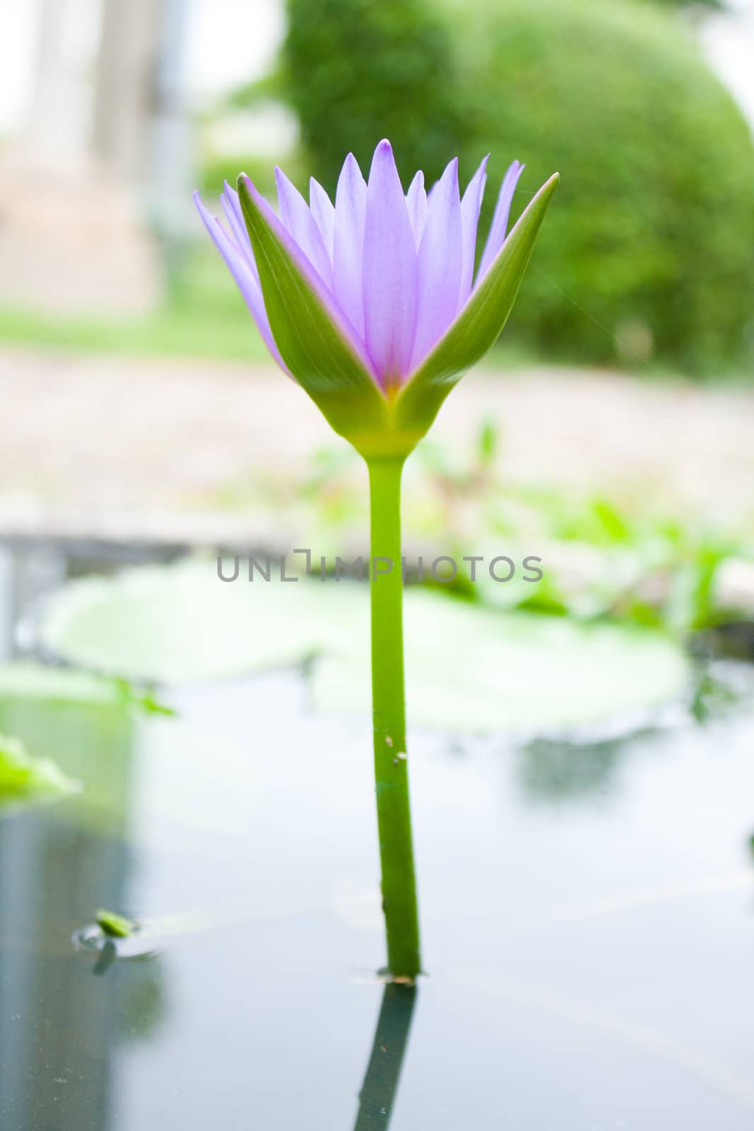 The blue lotus is blooming. In fresh water. The lotus leaf green.