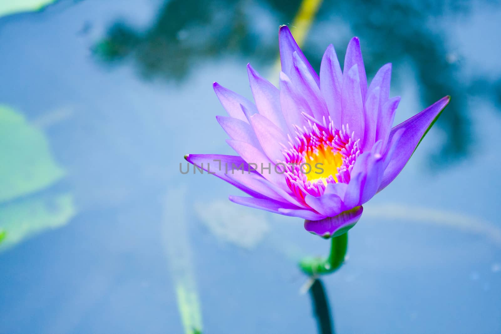 The blue lotus is blooming. In fresh water. The lotus leaf green.