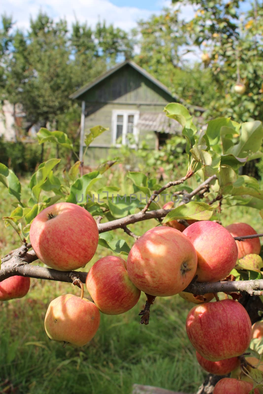 very tasty and ripe apples hanging on the tree