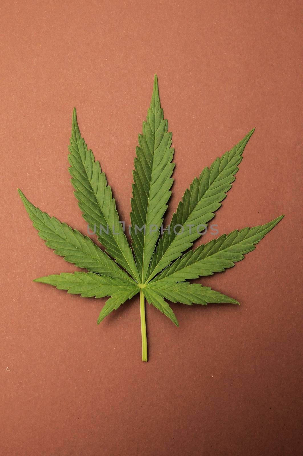 Cannabis Leaf by underworld